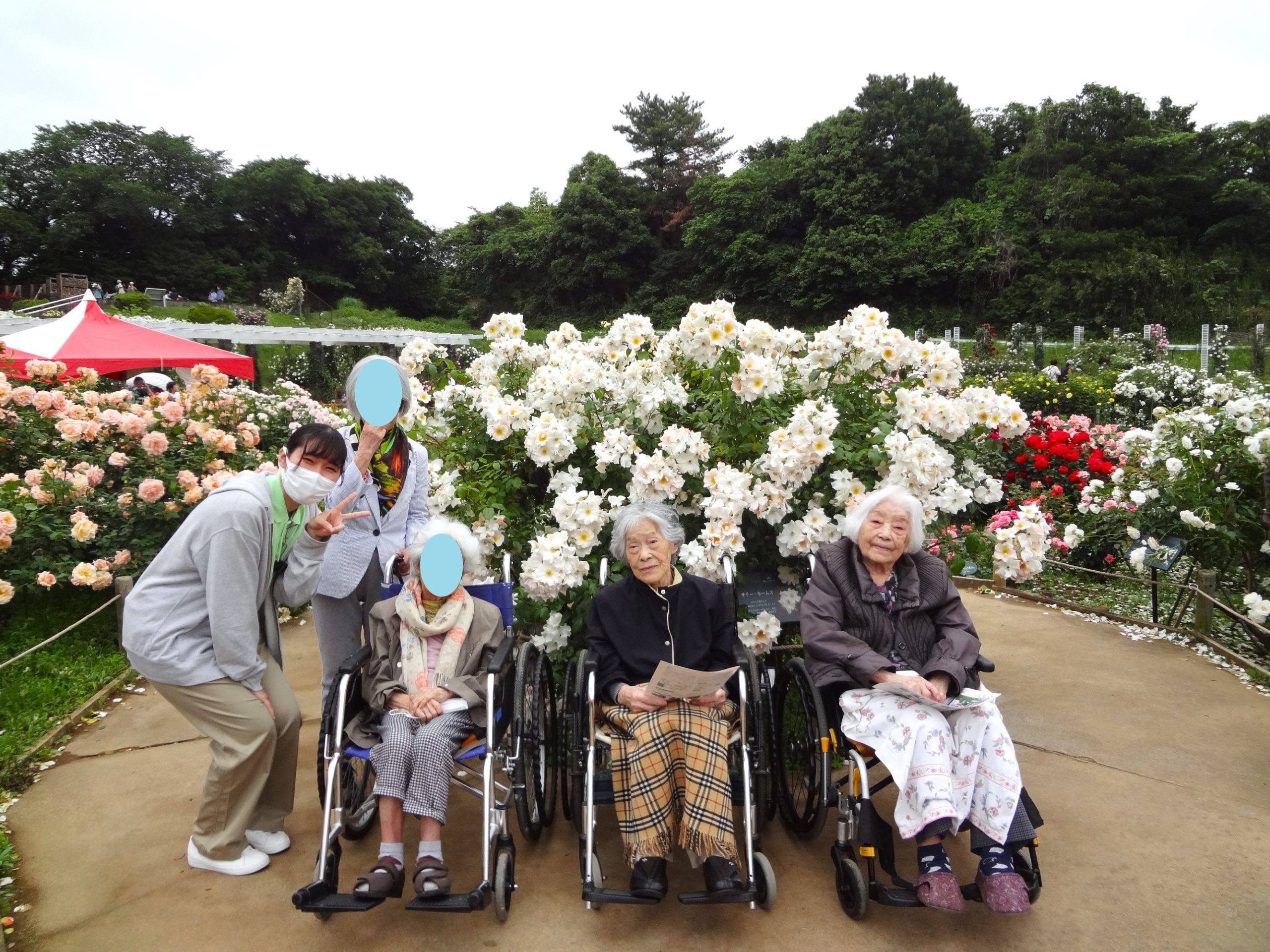 ばら苑へ行って来ました-1　ニチイホーム鷺沼南