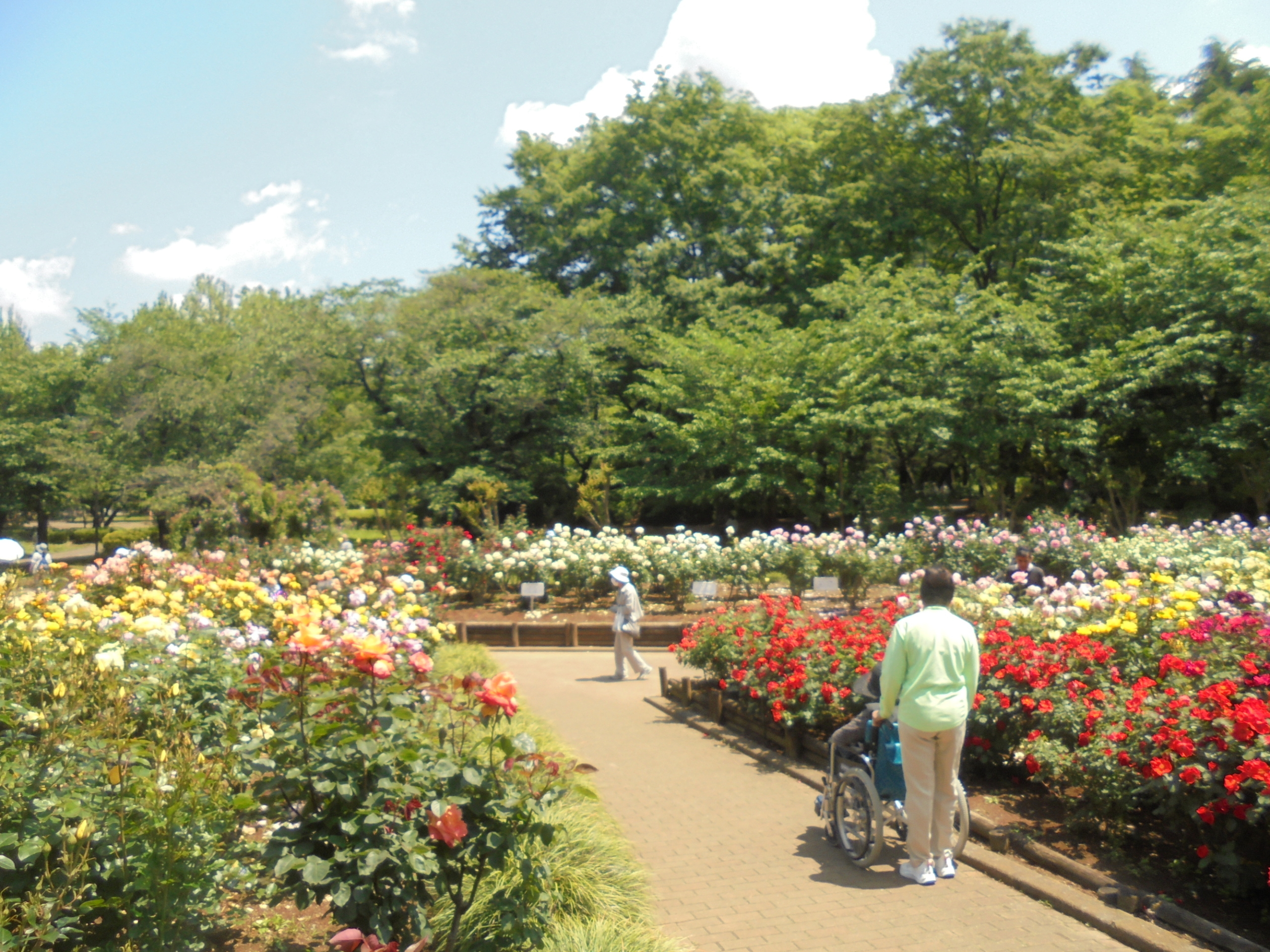 バラ公園へ-4　ニチイホームさいたま新都心