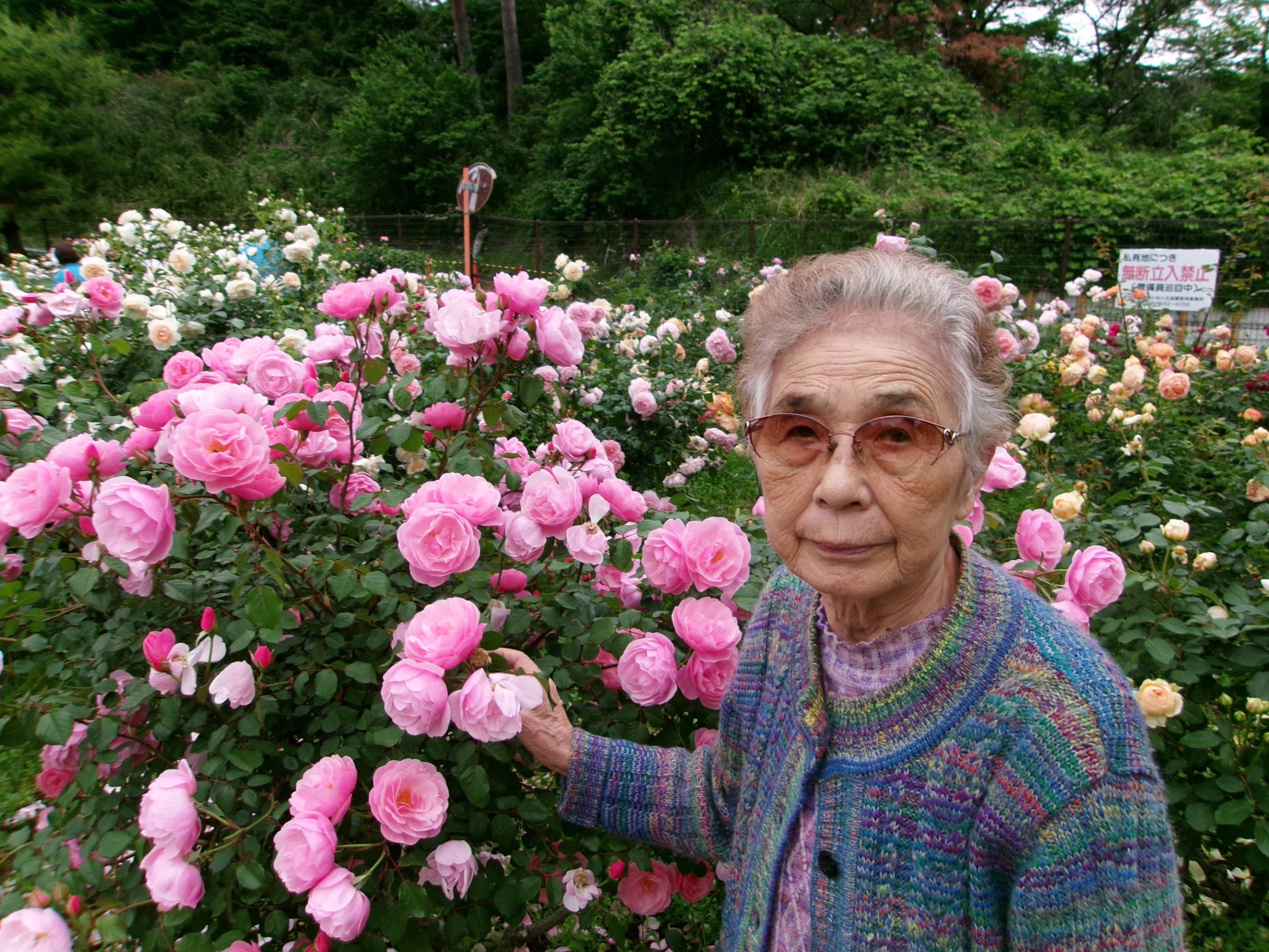 生田緑地バラ園-2　ニチイホームさいたま新都心
