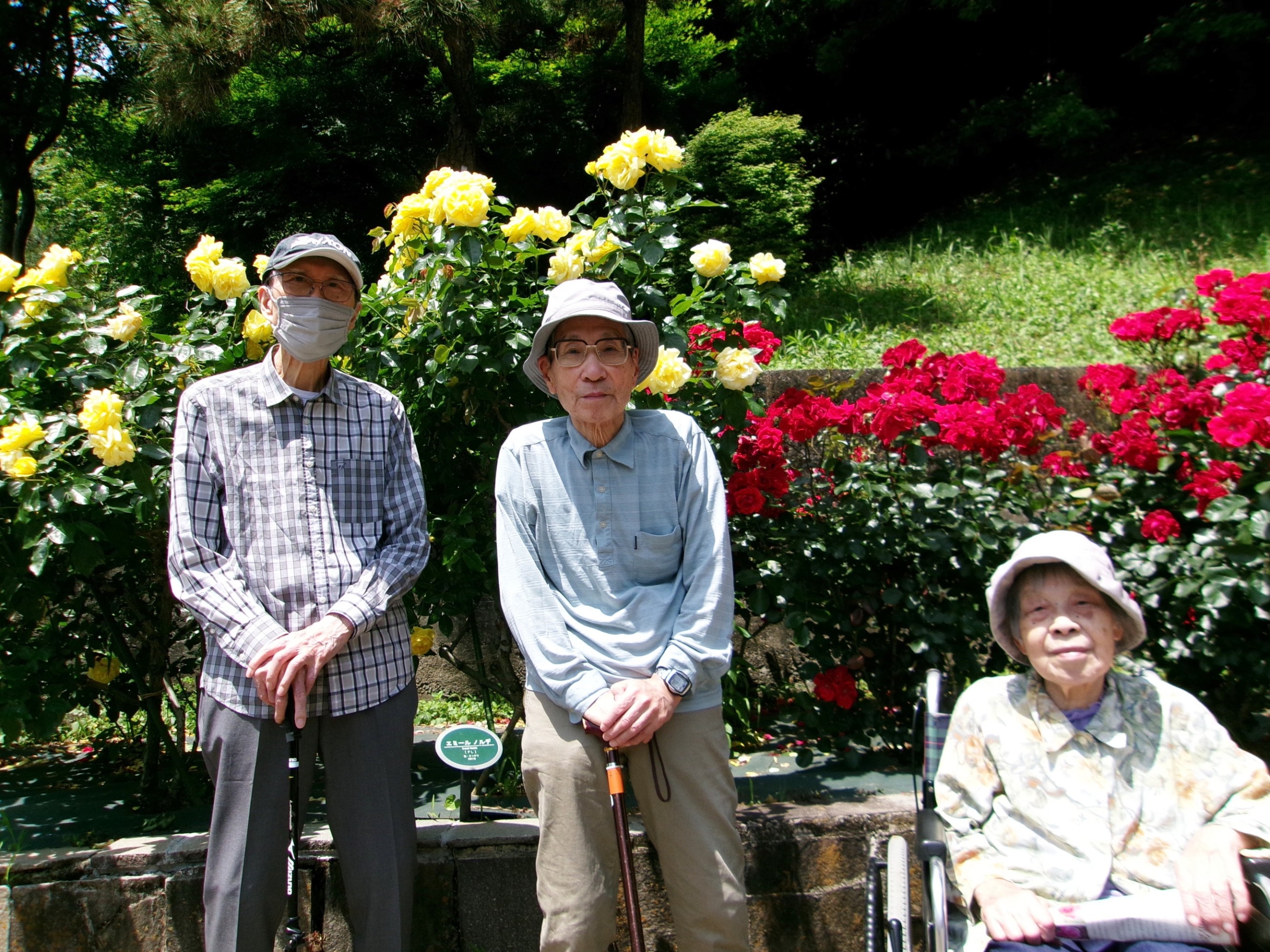 生田緑地バラ園-4　ニチイホームさいたま新都心