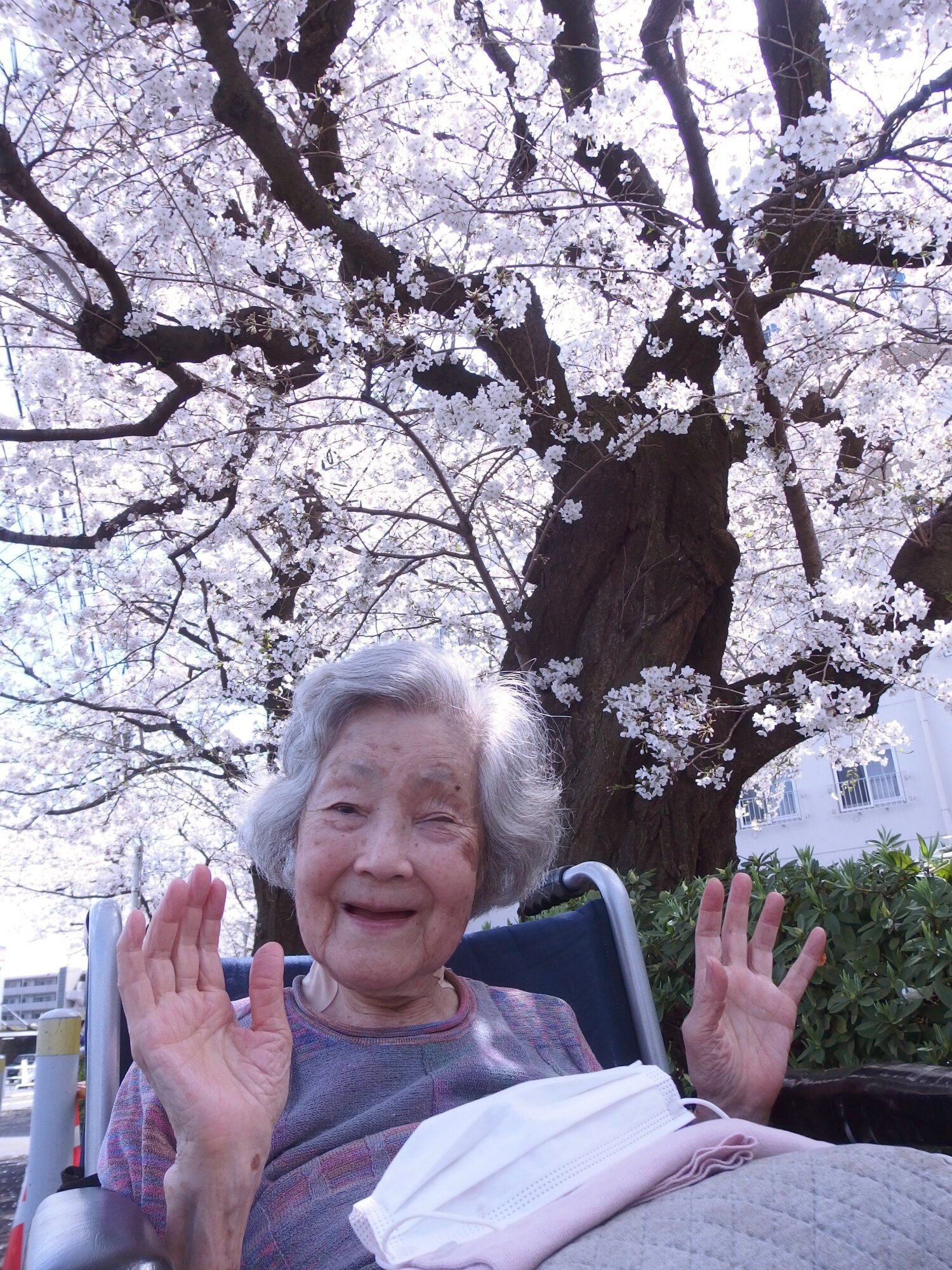 お花見散策へ-1　ニチイホーム青葉台