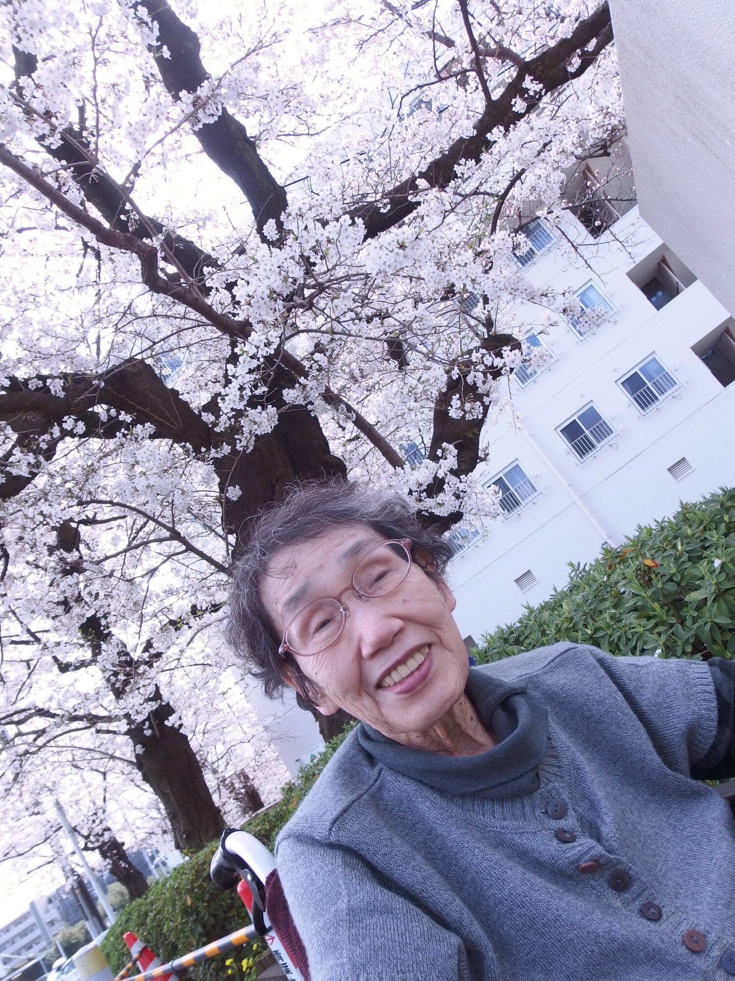 お花見散策へ-2　ニチイホーム青葉台