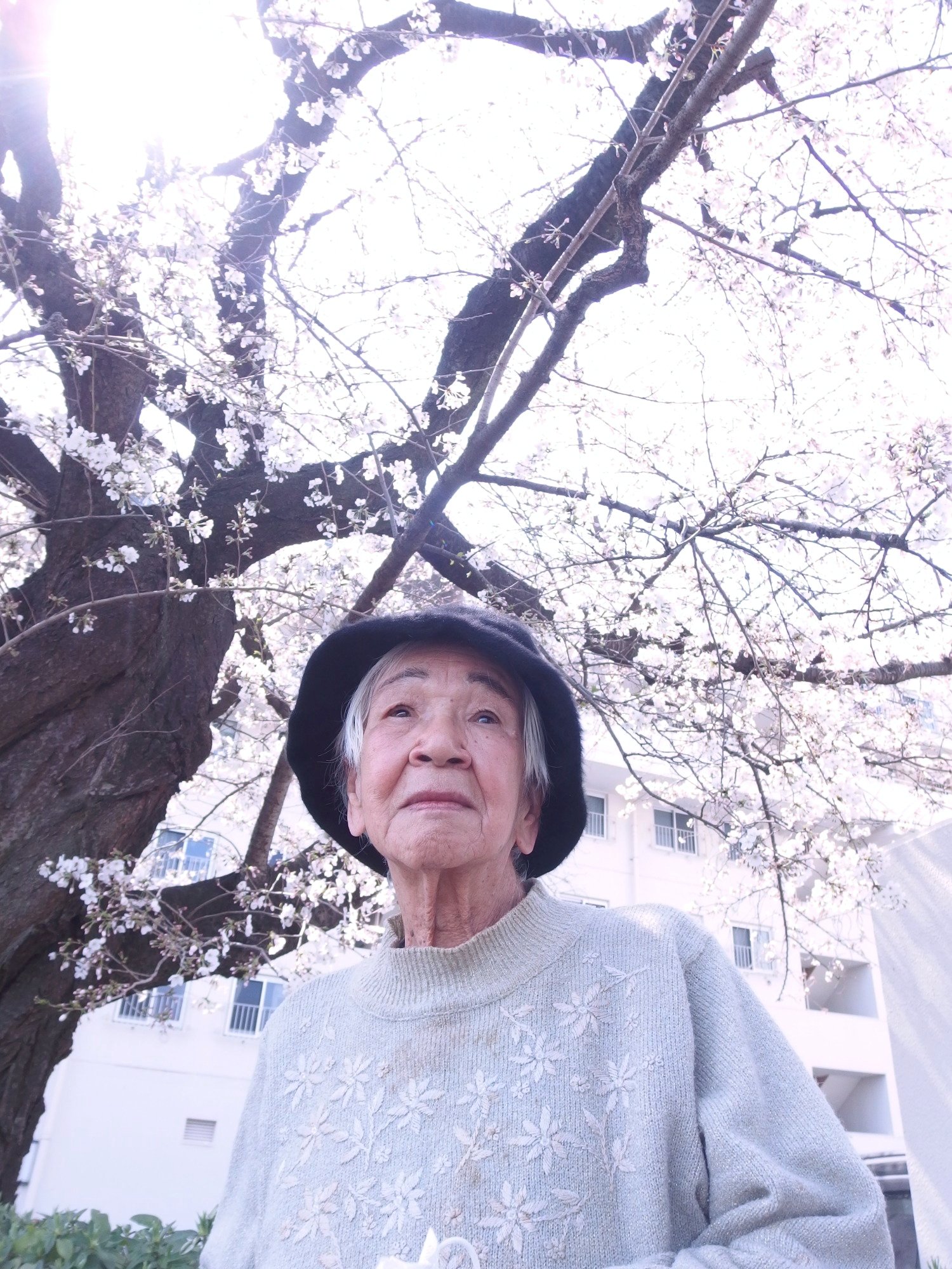 お花見散策へ-4　ニチイホーム青葉台