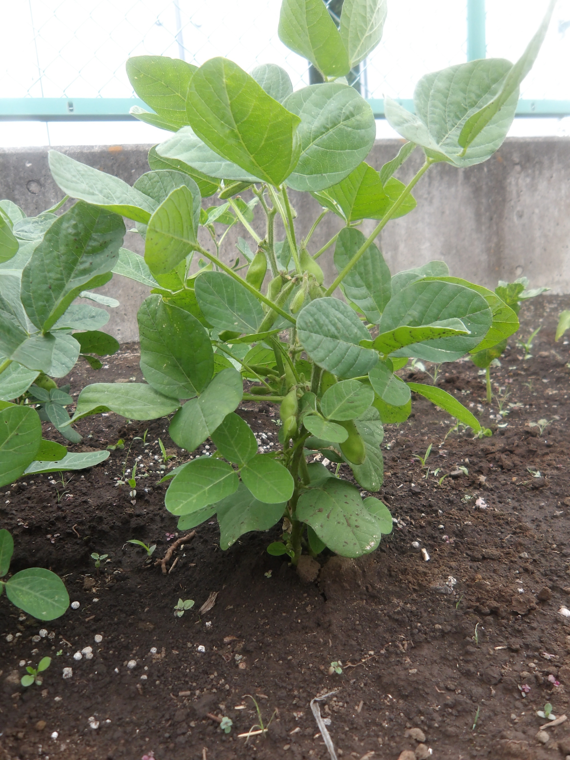 成長した野菜たち-2　ニチイホーム東府中