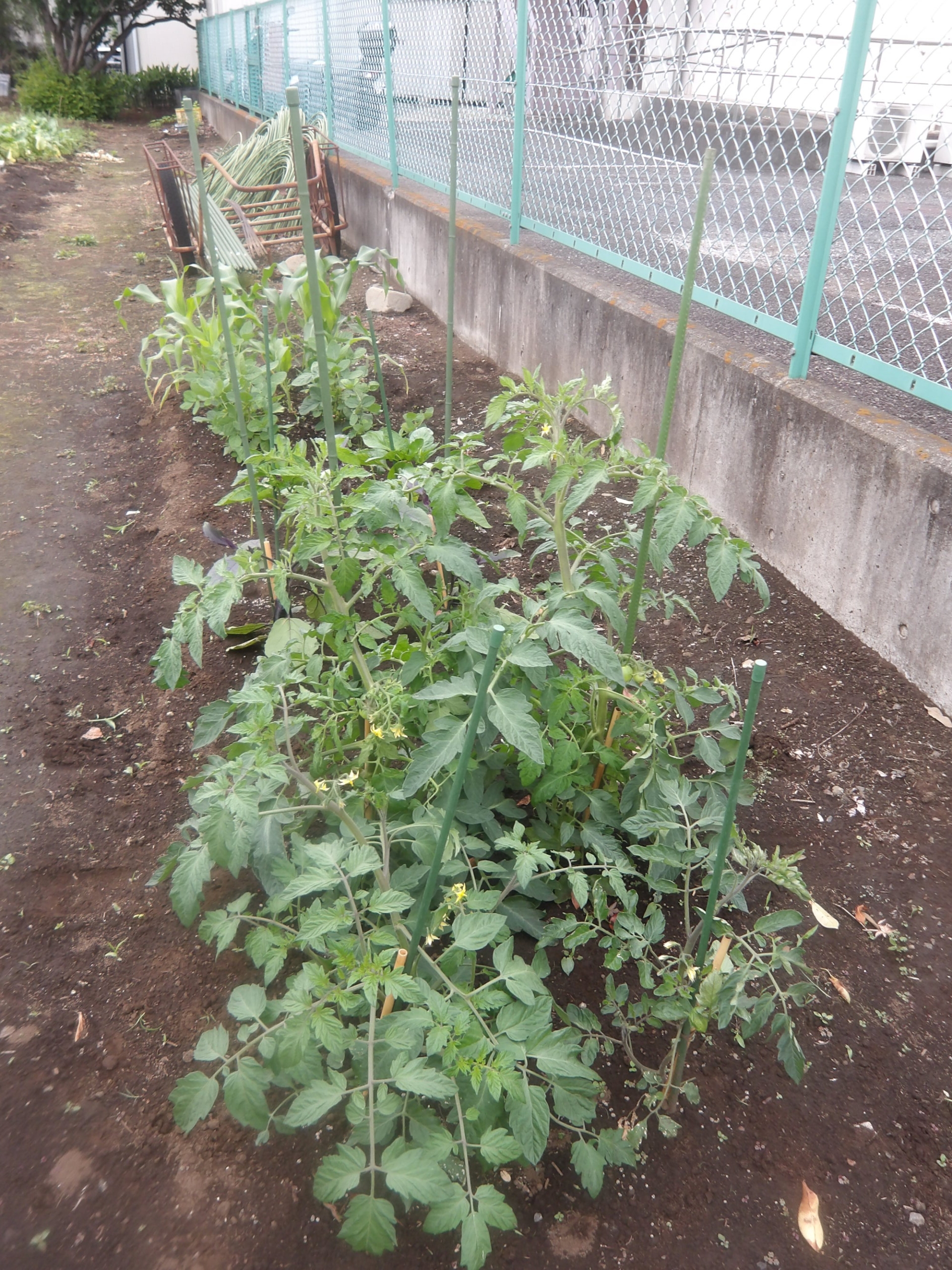 成長した野菜たち-3　ニチイホーム東府中
