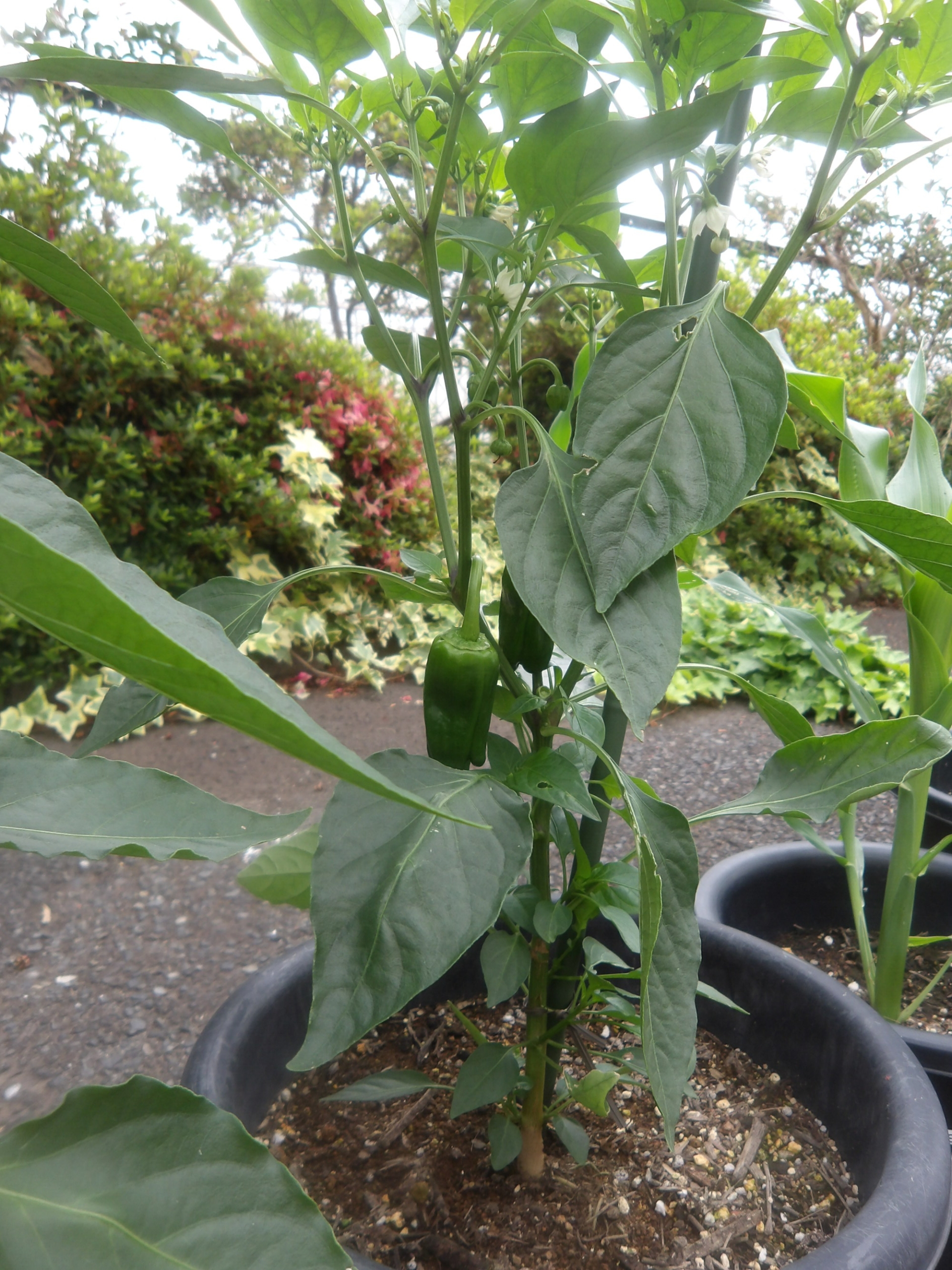 成長した野菜たち-5　ニチイホーム東府中