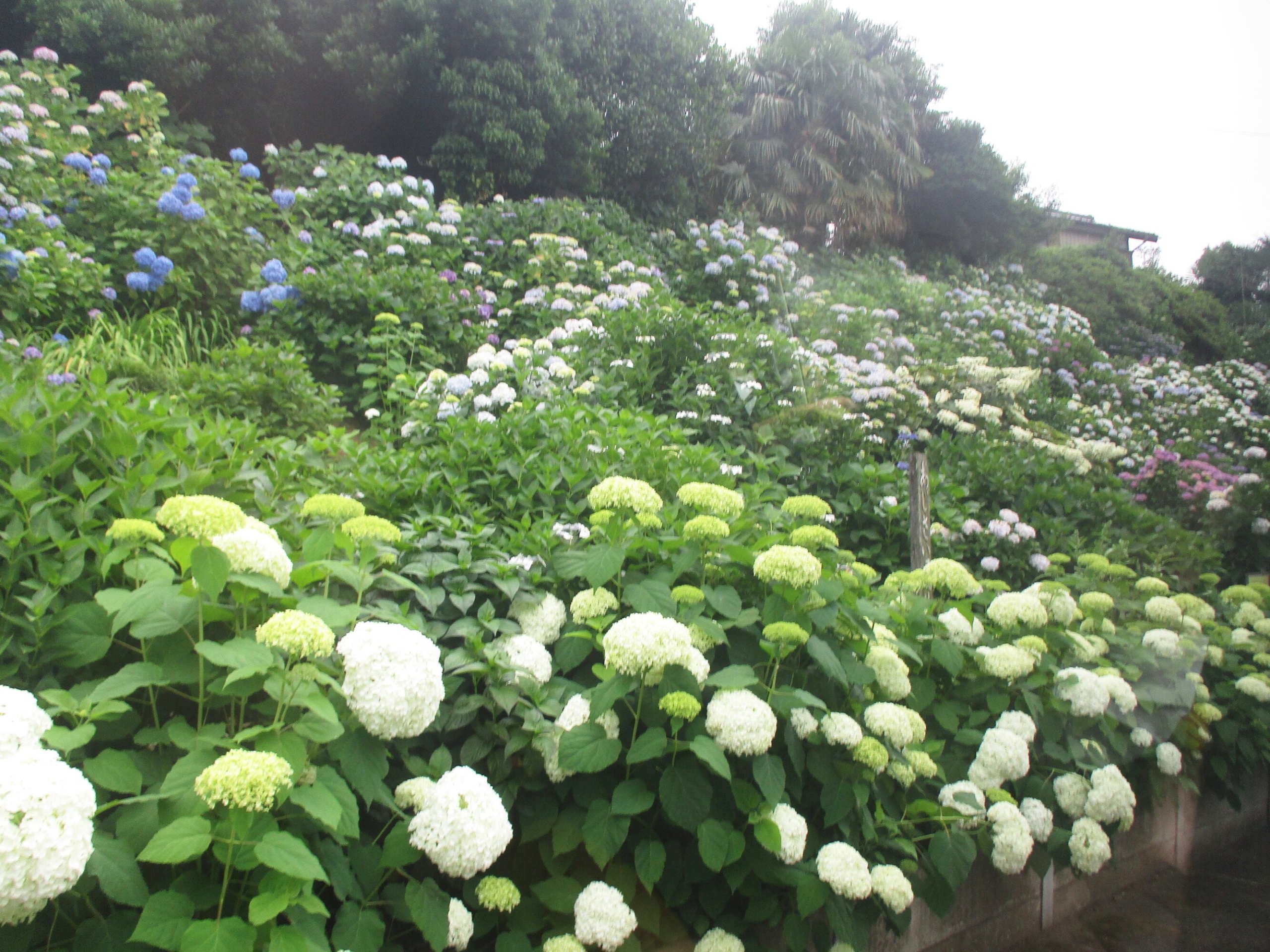 紫陽花鑑賞-2　ニチイホーム柏の葉