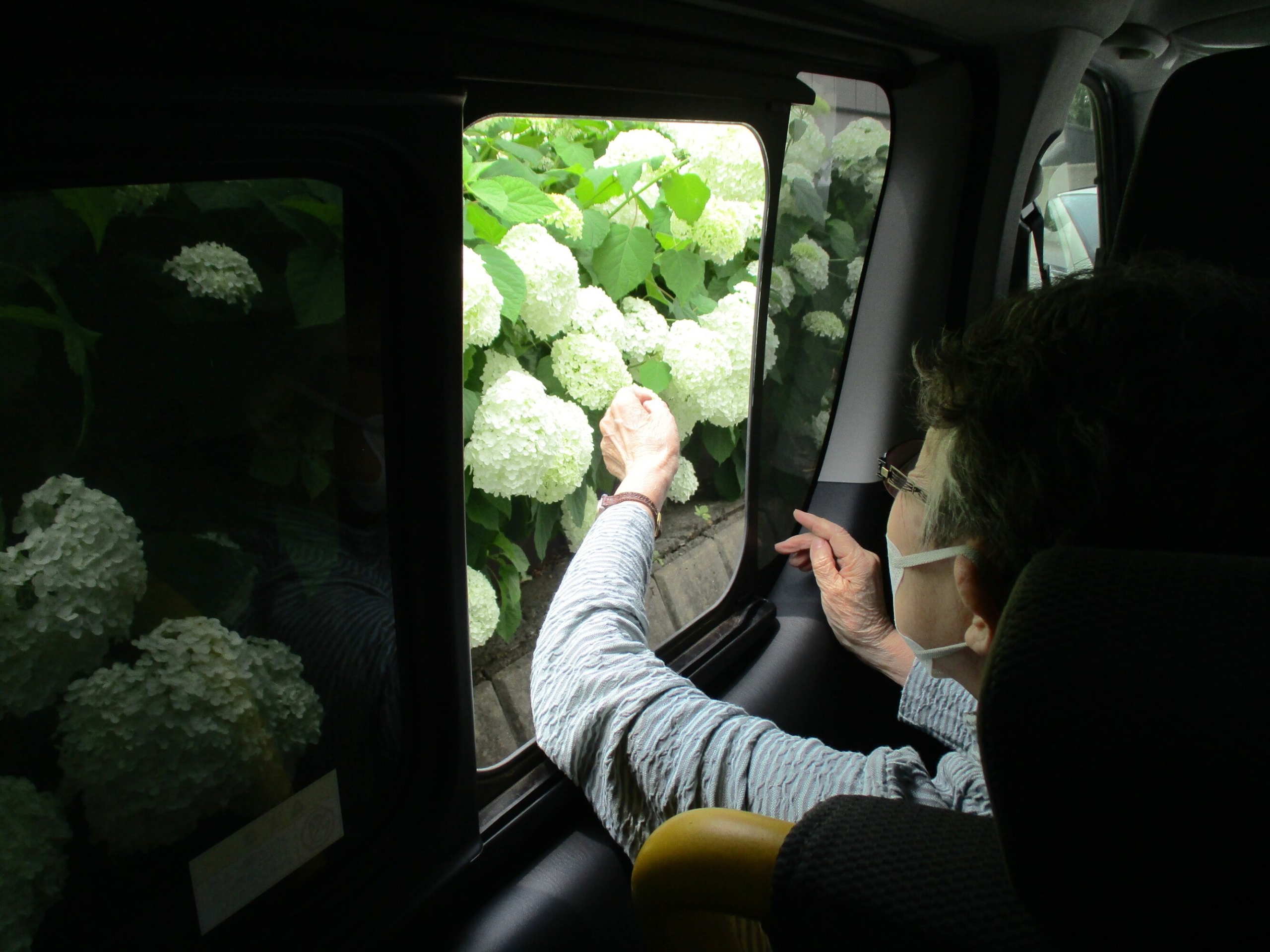 紫陽花鑑賞-3　ニチイホーム柏の葉