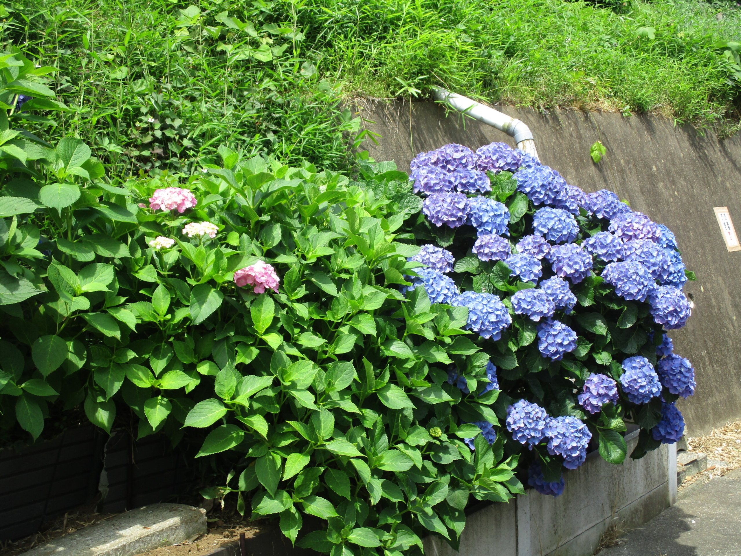 紫陽花鑑賞-4　ニチイホーム柏の葉
