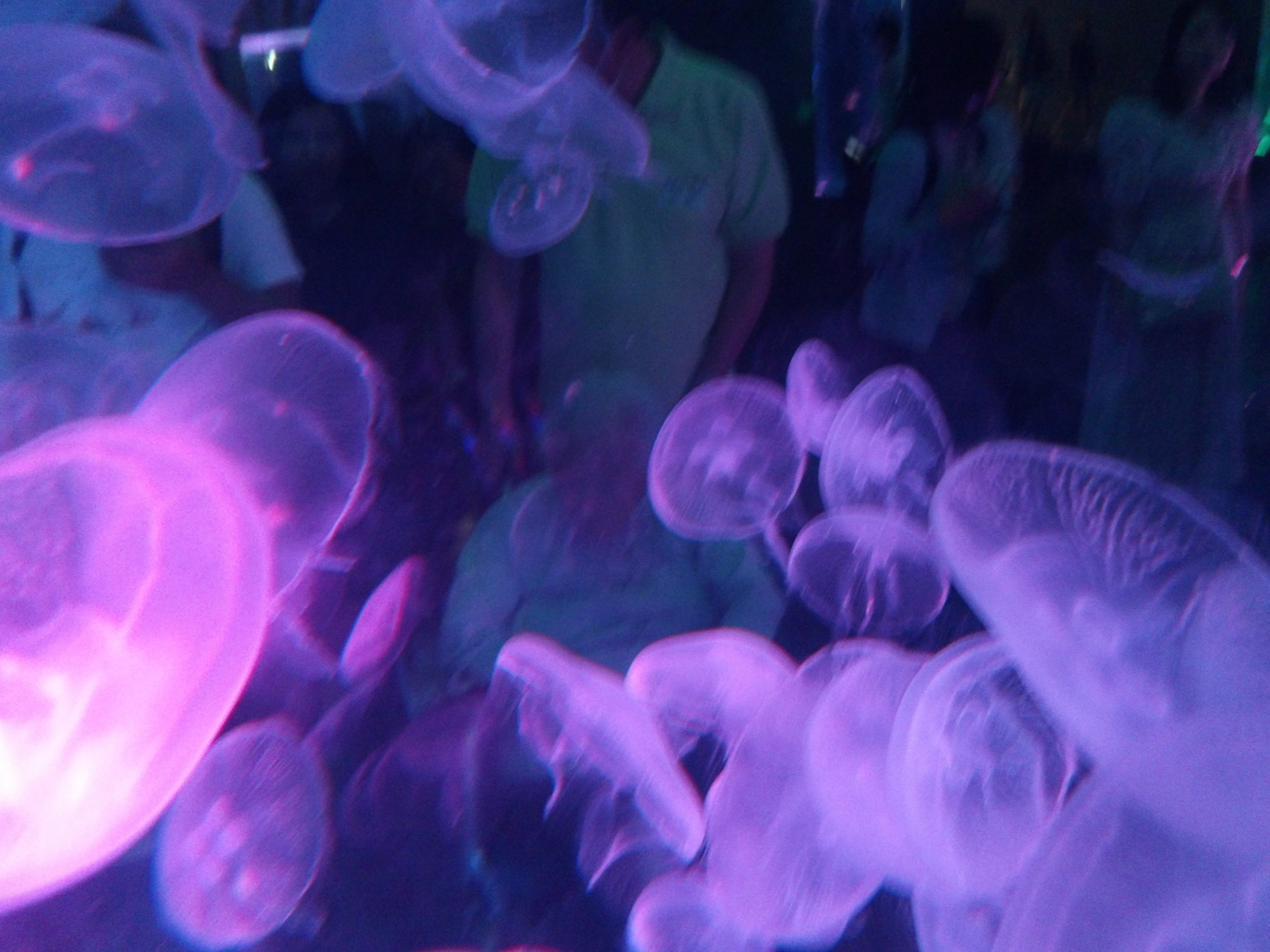 品川でランチと水族館-6　ニチイホーム南大井