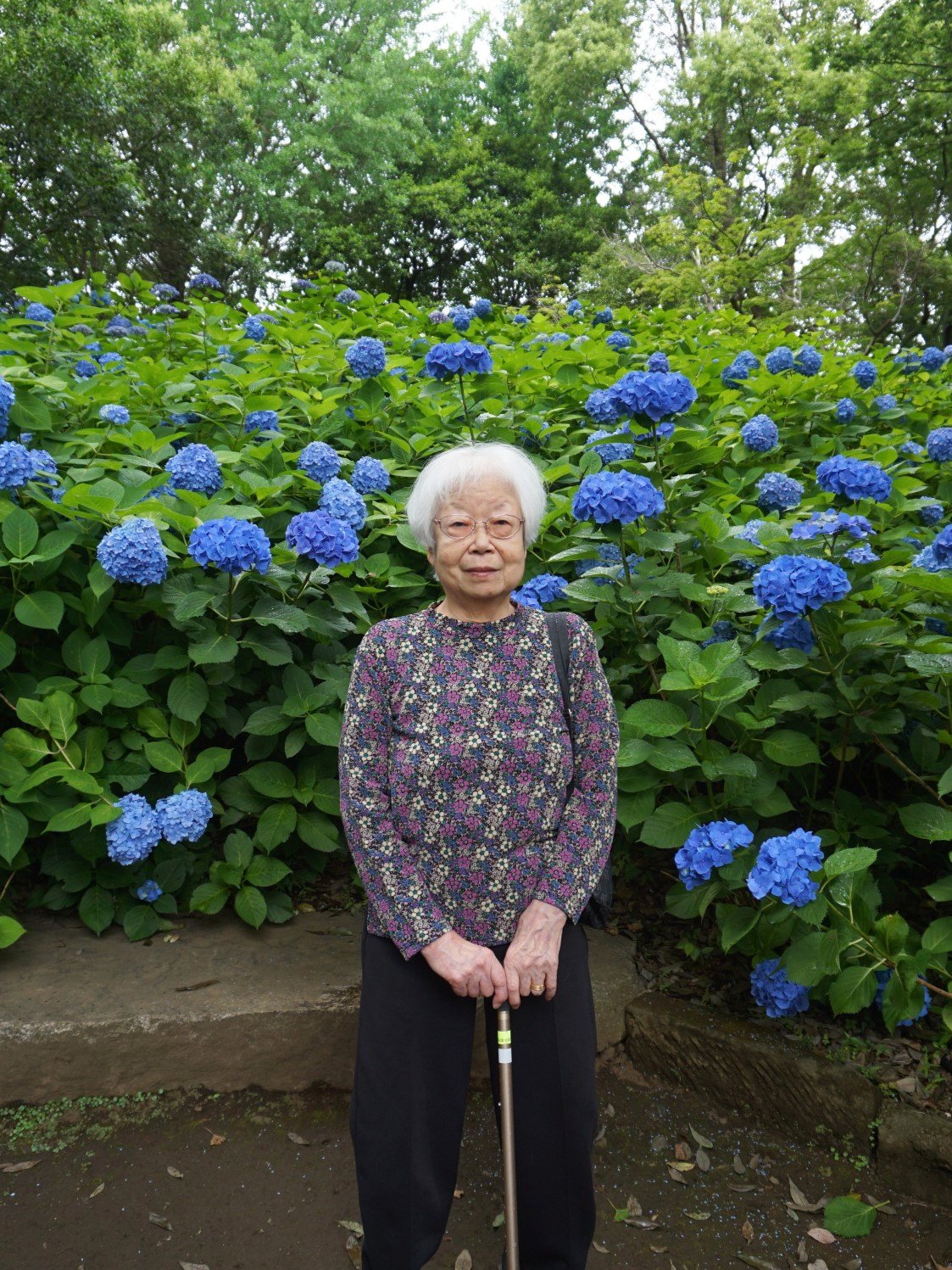 紫陽花散策-2　ニチイホーム練馬高野台