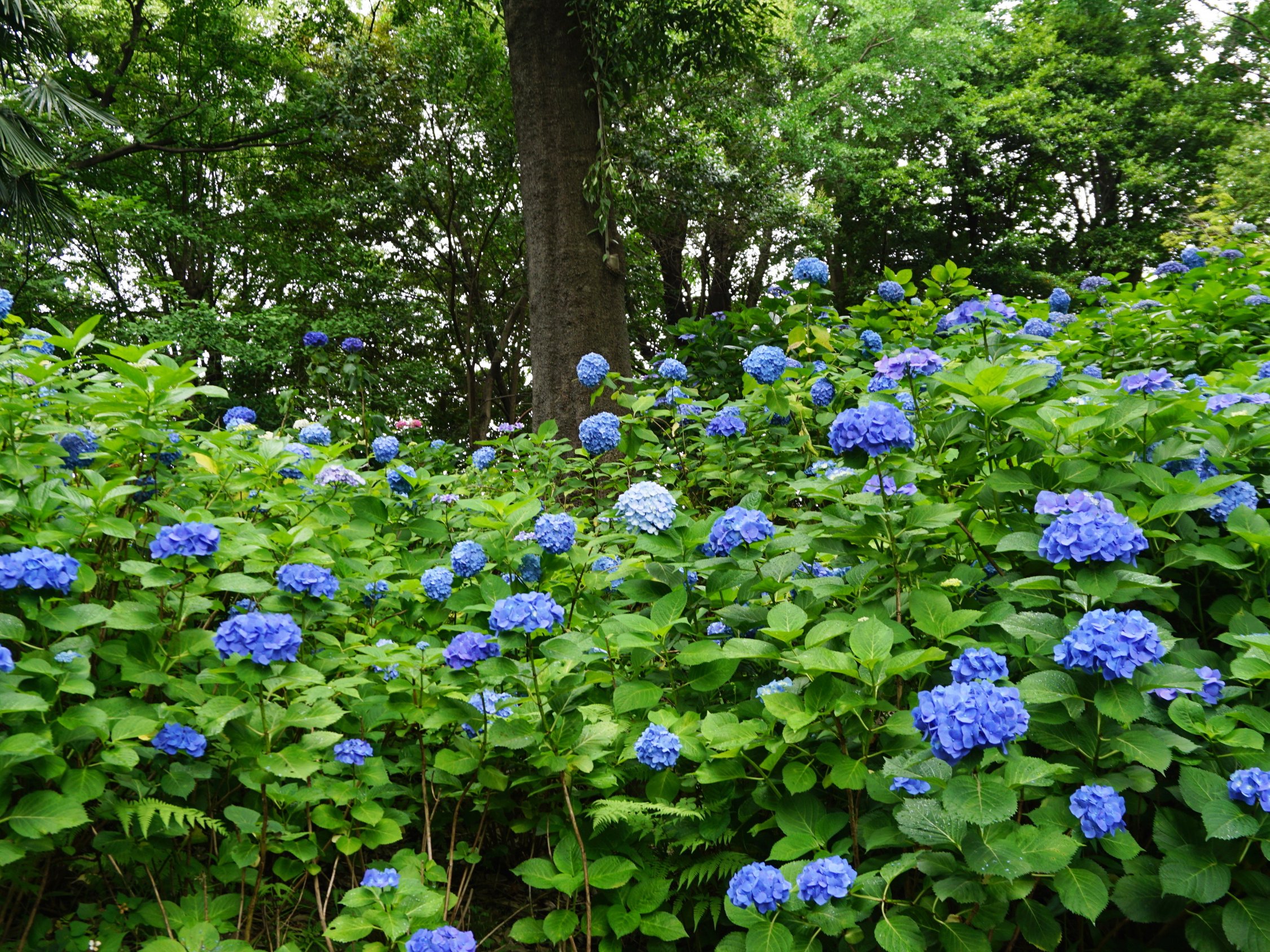 紫陽花散策-3　ニチイホーム練馬高野台
