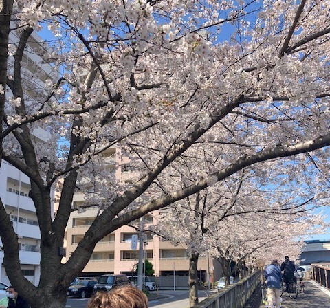 お花見-1　ニチイホーム西葛西