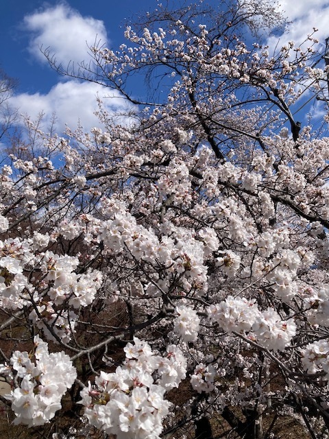 お花見-2　ニチイホーム西葛西