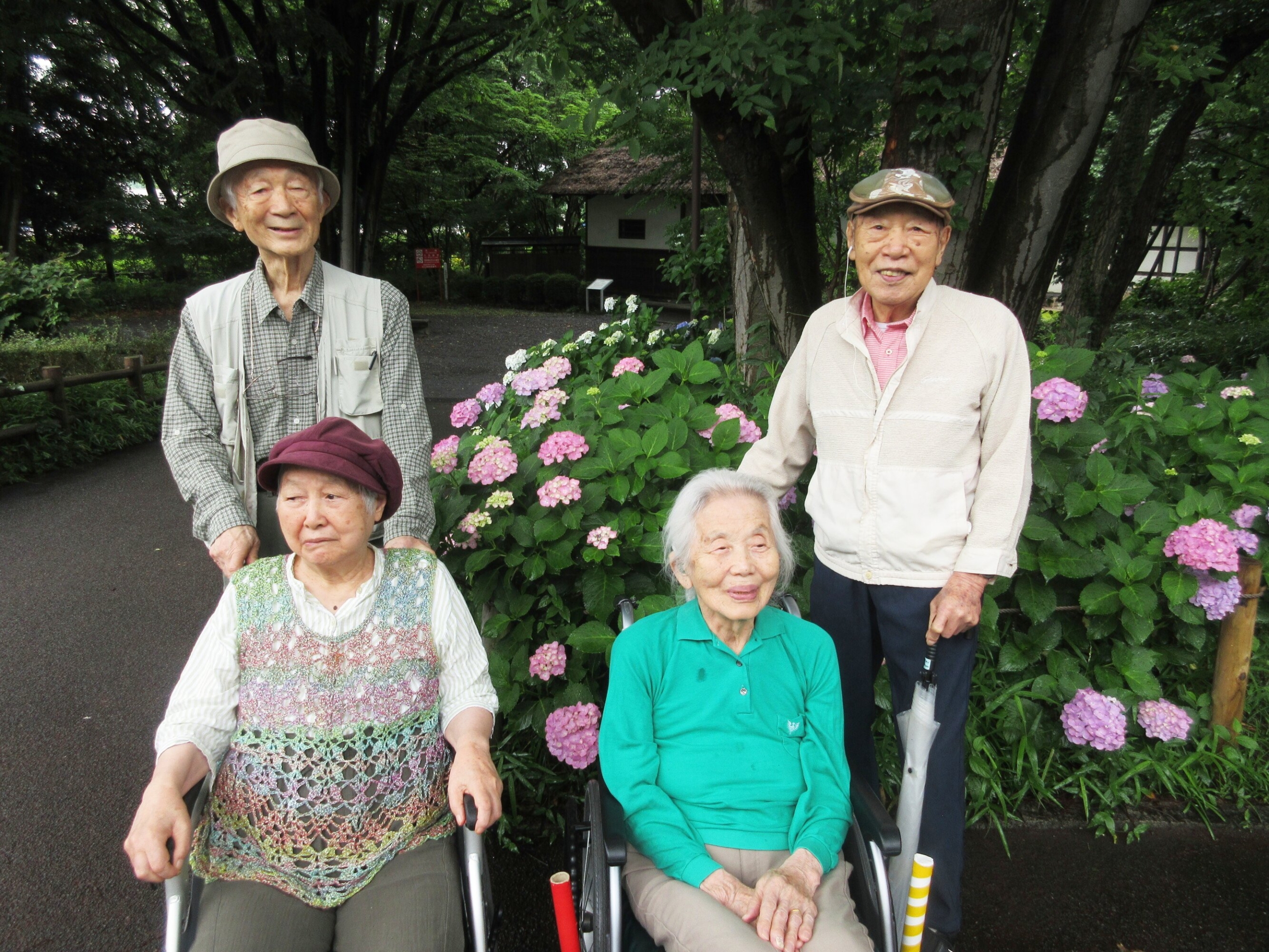 紫陽花鑑賞遠足-1　ニチイホーム登戸