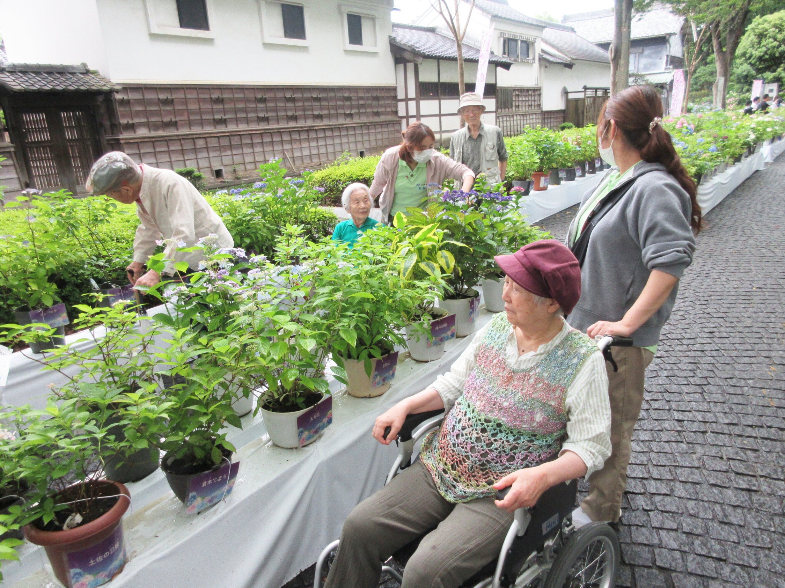 紫陽花鑑賞遠足-2　ニチイホーム登戸