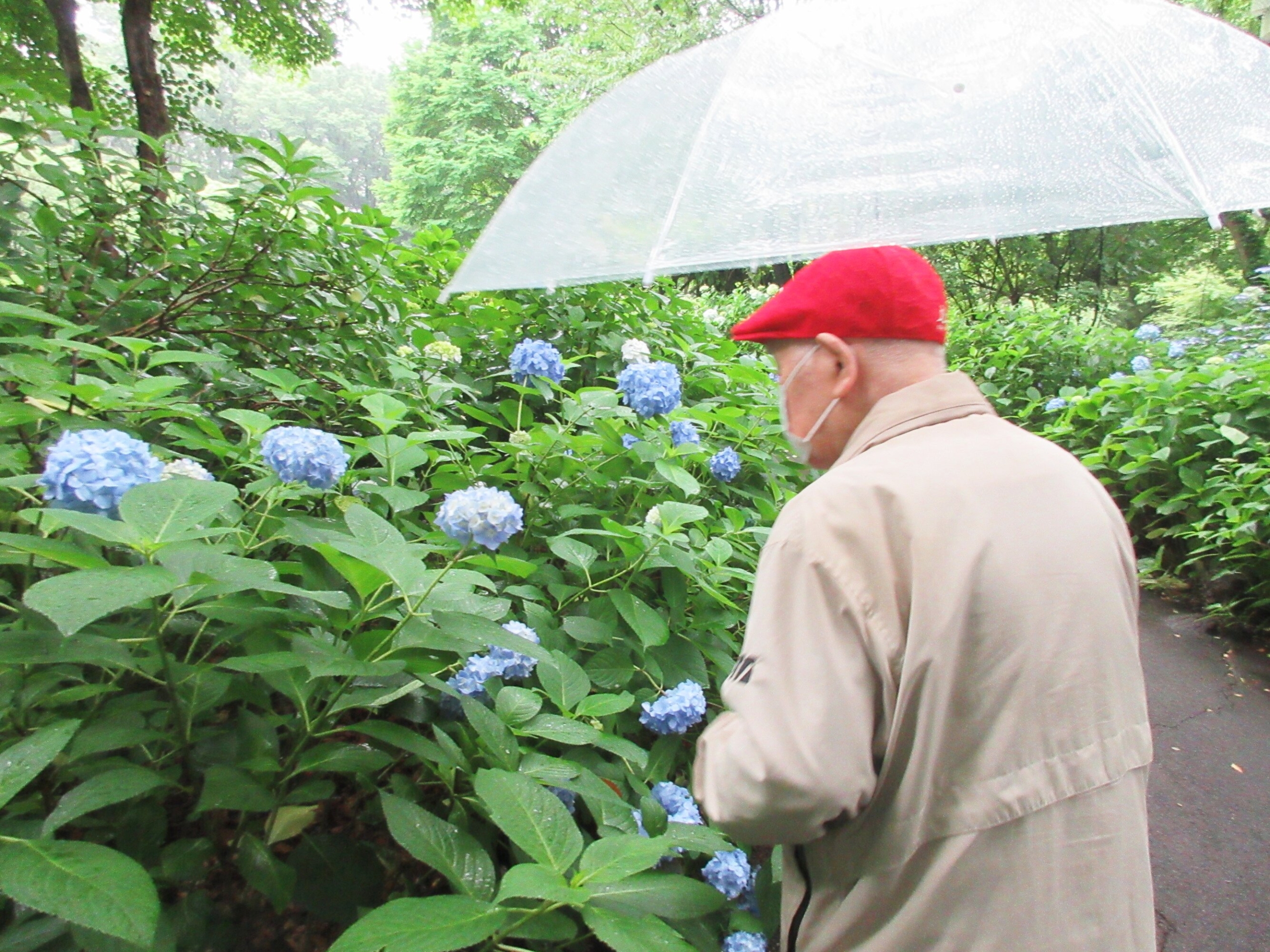 紫陽花鑑賞遠足-3　ニチイホーム登戸
