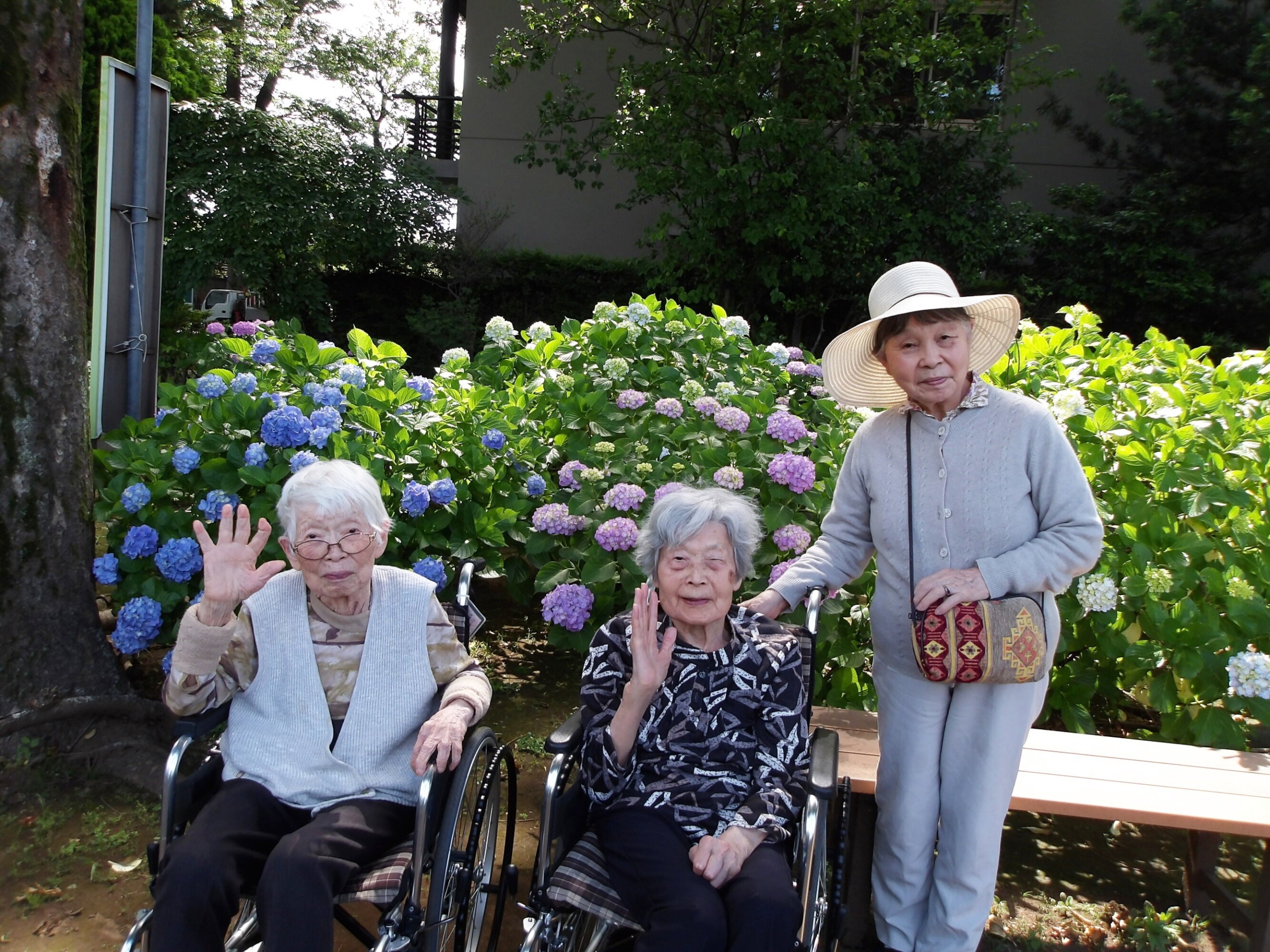 紫陽花を観賞してきました-2　ニチイホーム野方