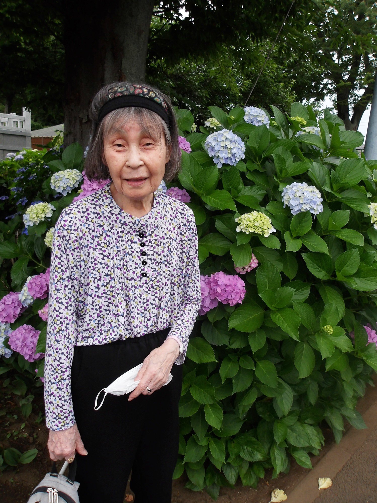 紫陽花を観賞してきました-5　ニチイホーム野方
