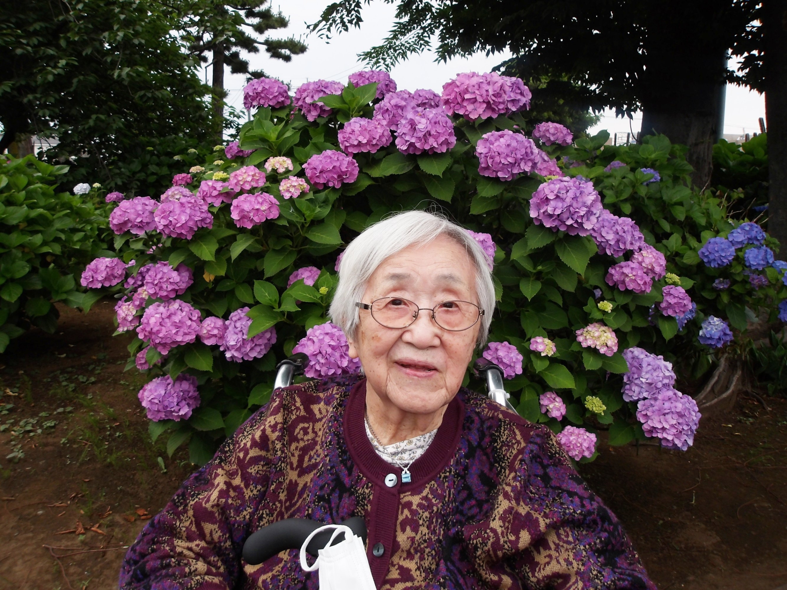 紫陽花を観賞してきました-6　ニチイホーム野方