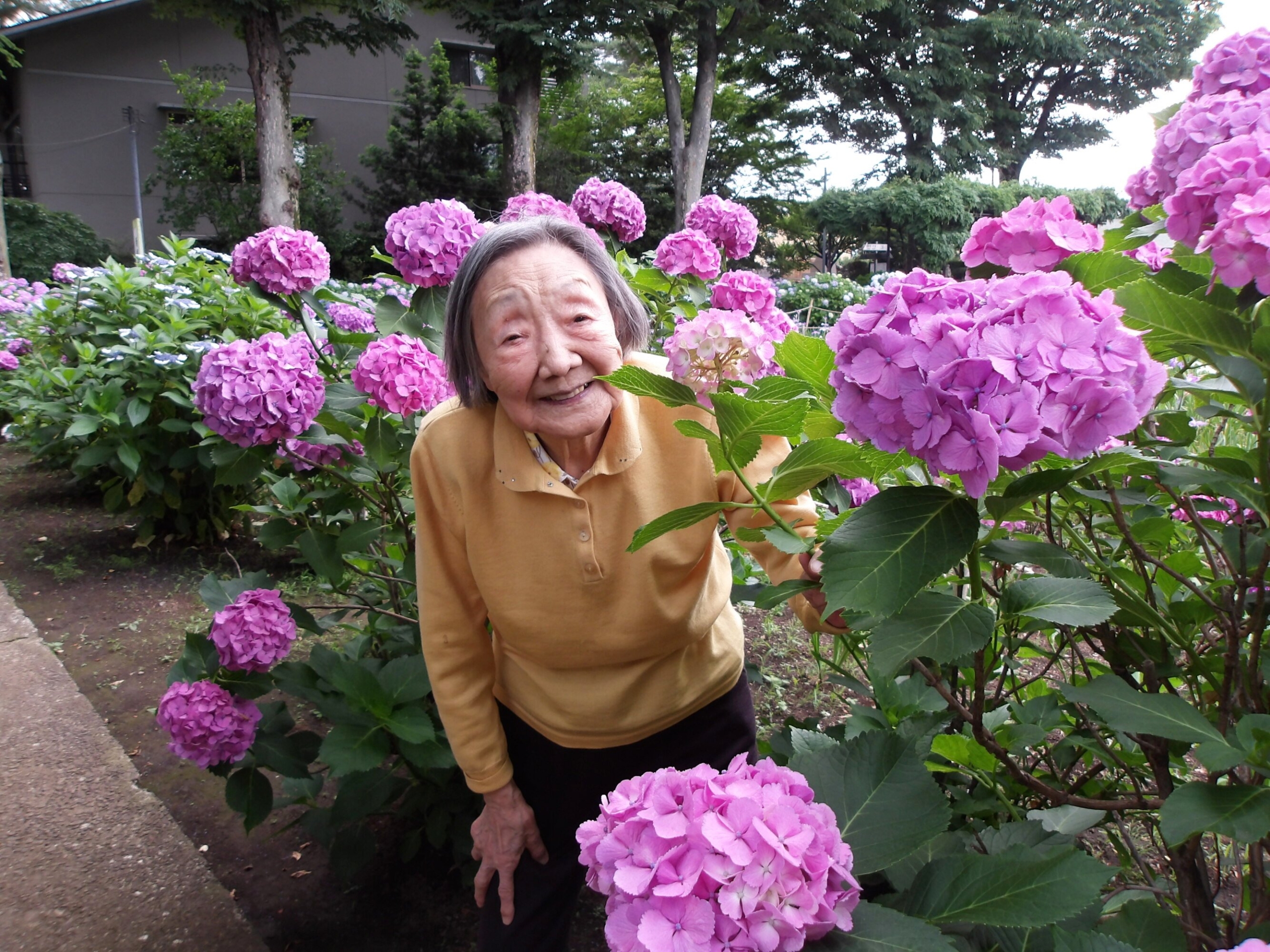 紫陽花を観賞してきました②-2　ニチイホーム野方