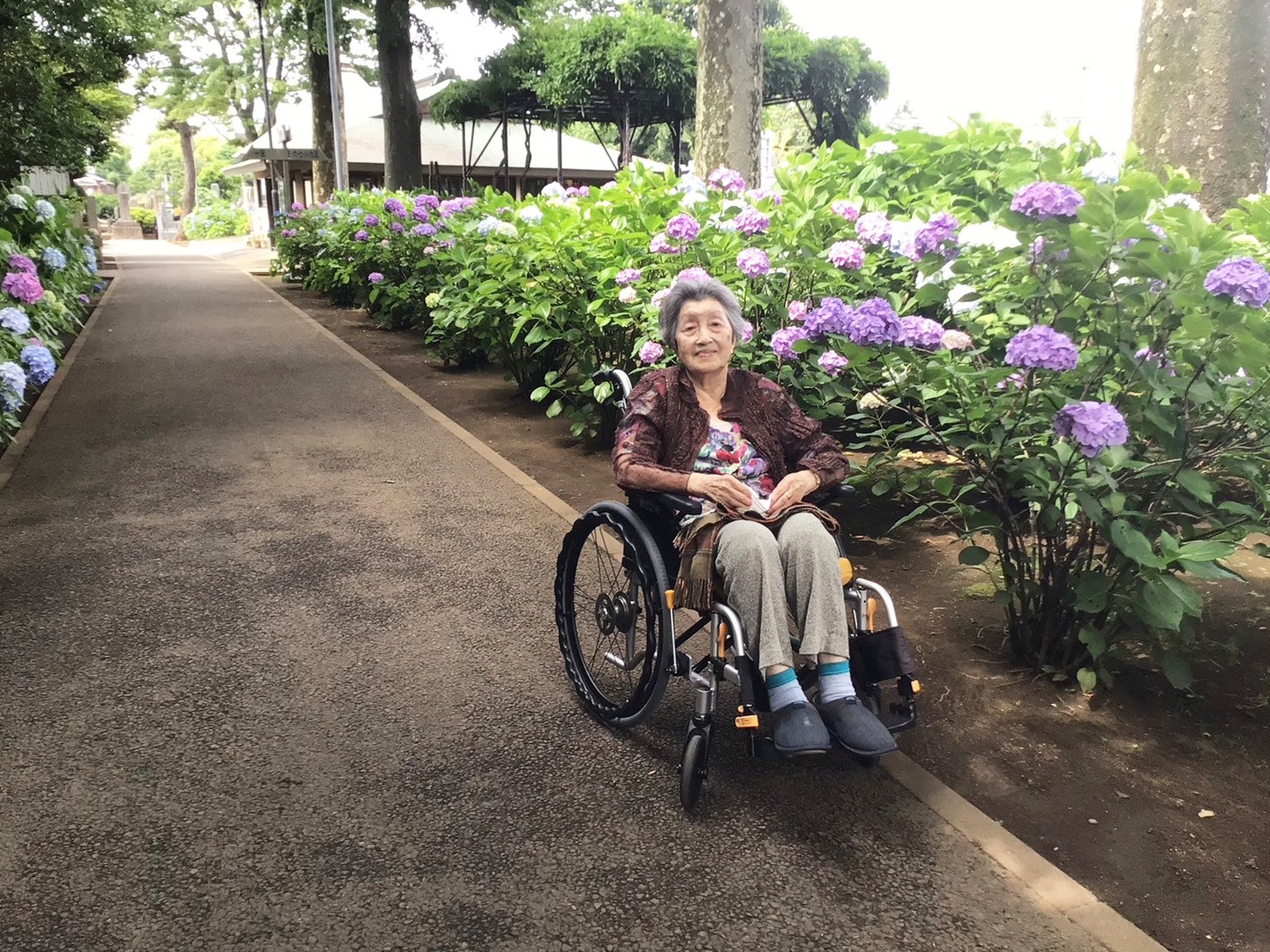 紫陽花鑑賞②ー１　ニチイホーム鷺ノ宮