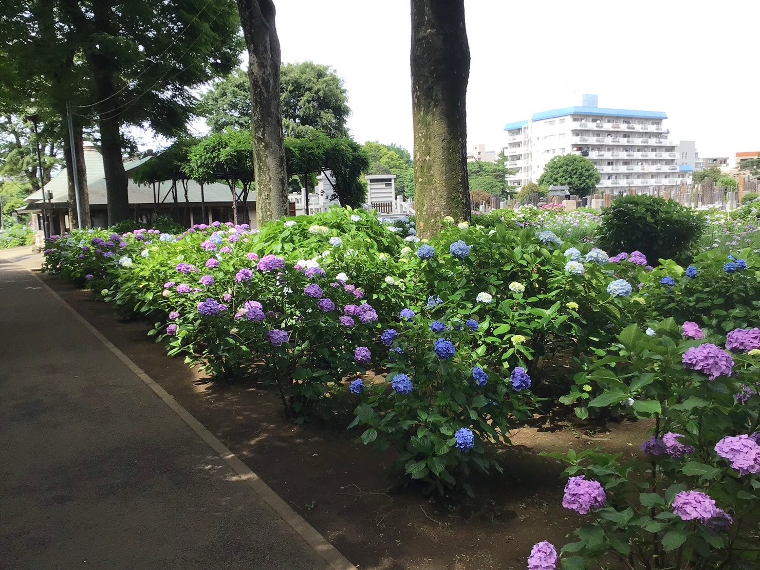 紫陽花鑑賞②-2　ニチイホーム鷺ノ宮