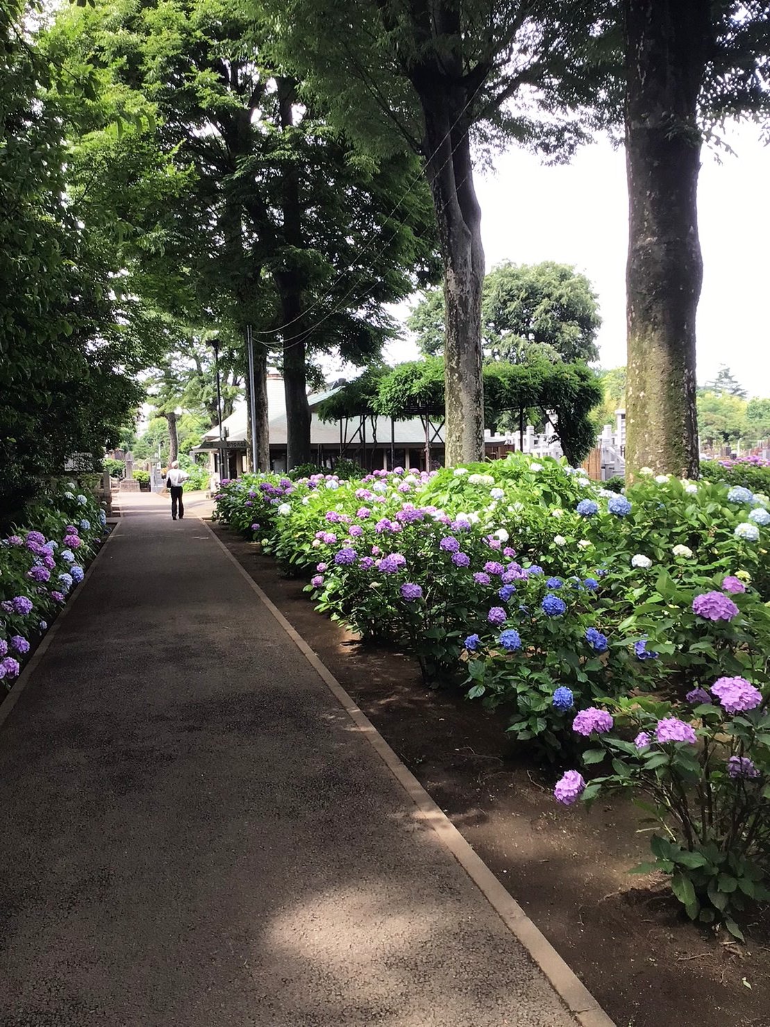 紫陽花鑑賞②-6　ニチイホーム鷺ノ宮