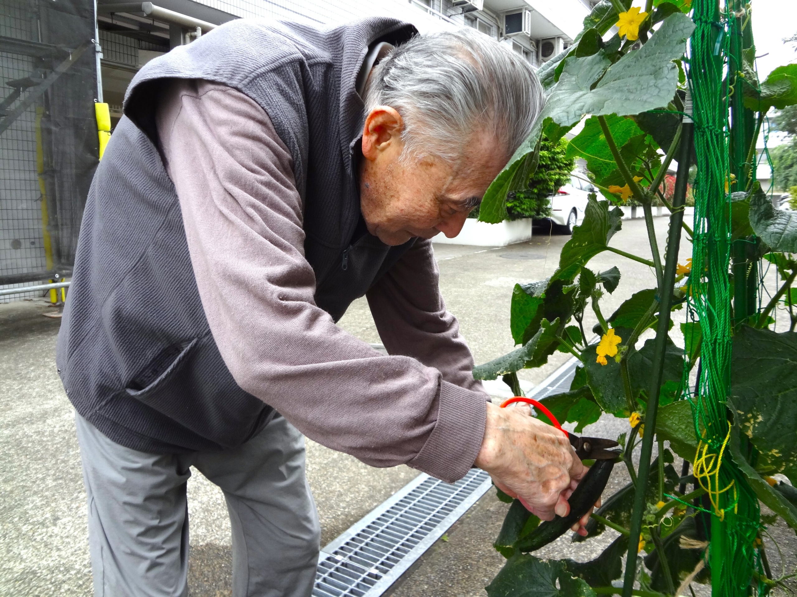 きゅうりの収穫-1　ニチイホーム鷺沼南