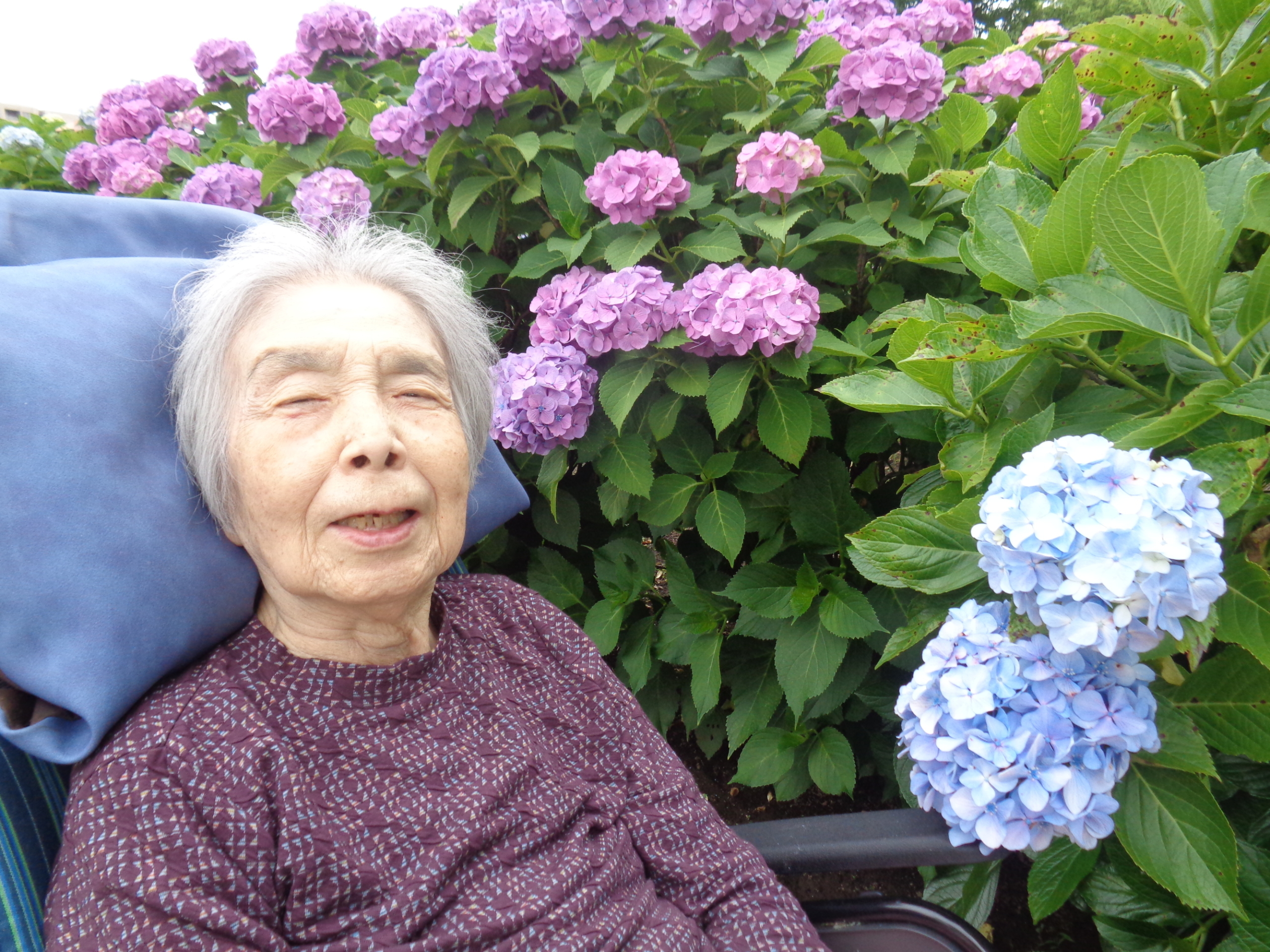 紫陽花観賞-1　ニチイホーム都立家政