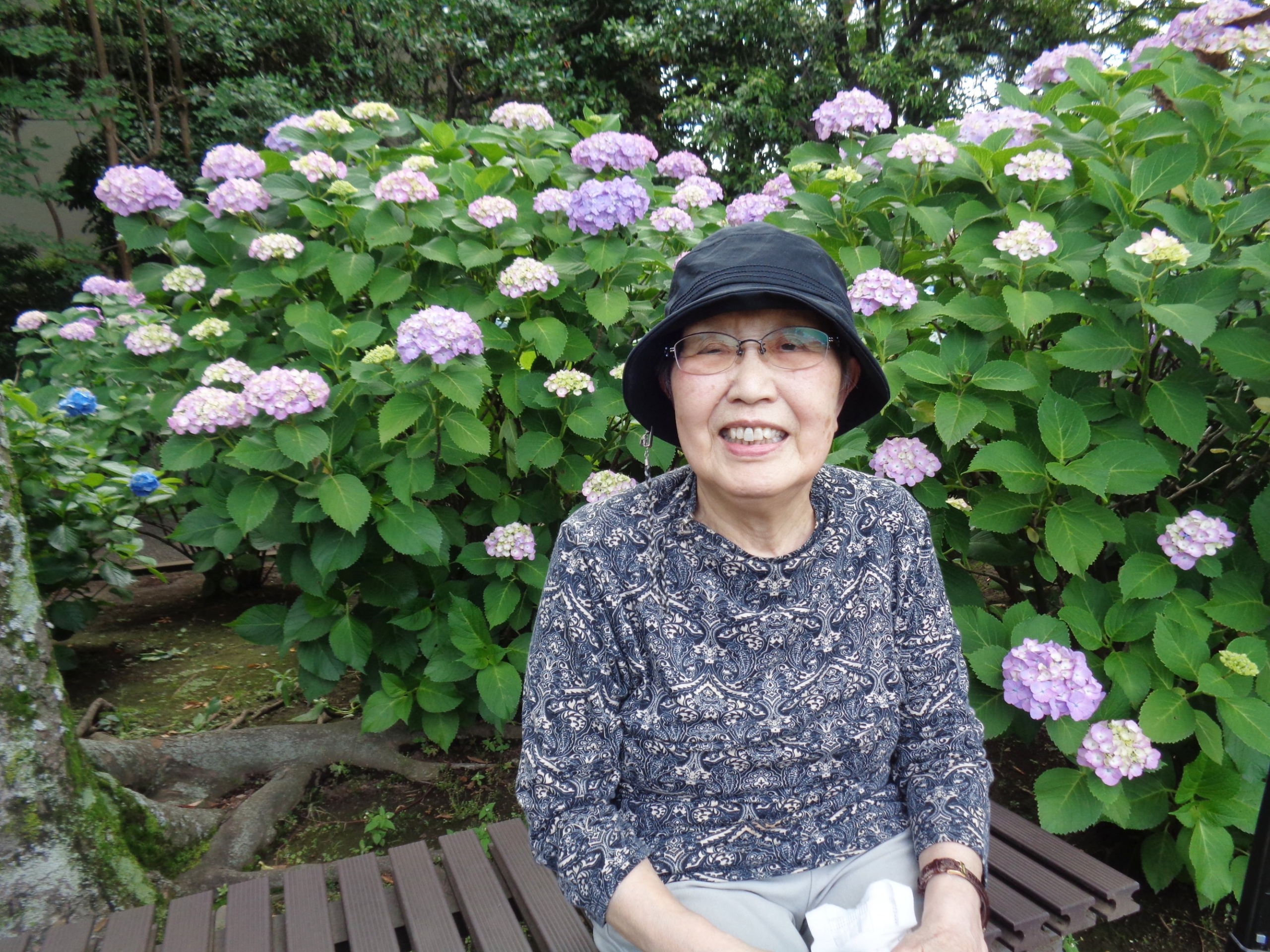 紫陽花観賞-4　ニチイホーム都立家政