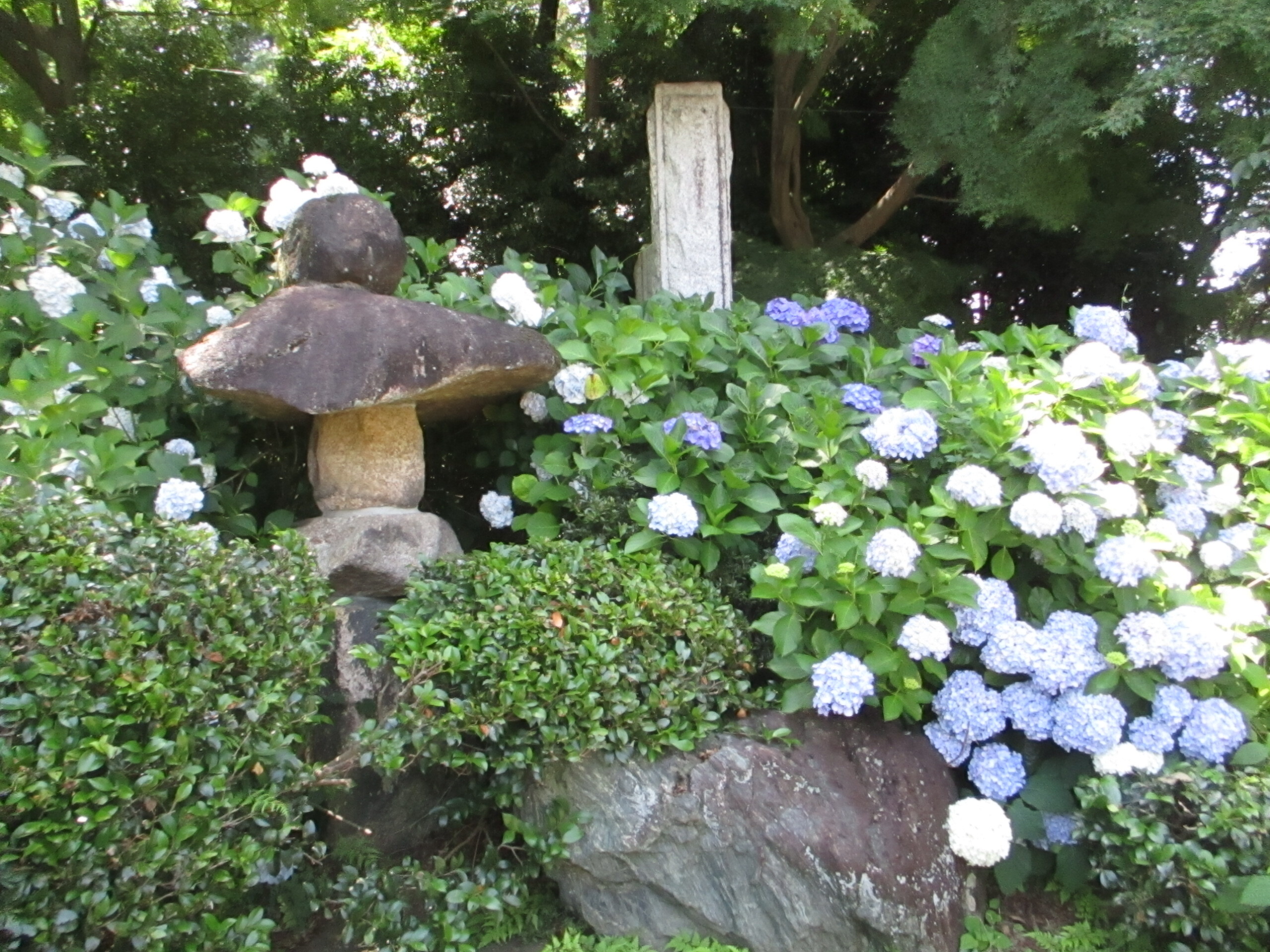 紫陽花-2　ニチイホーム読売ランド前