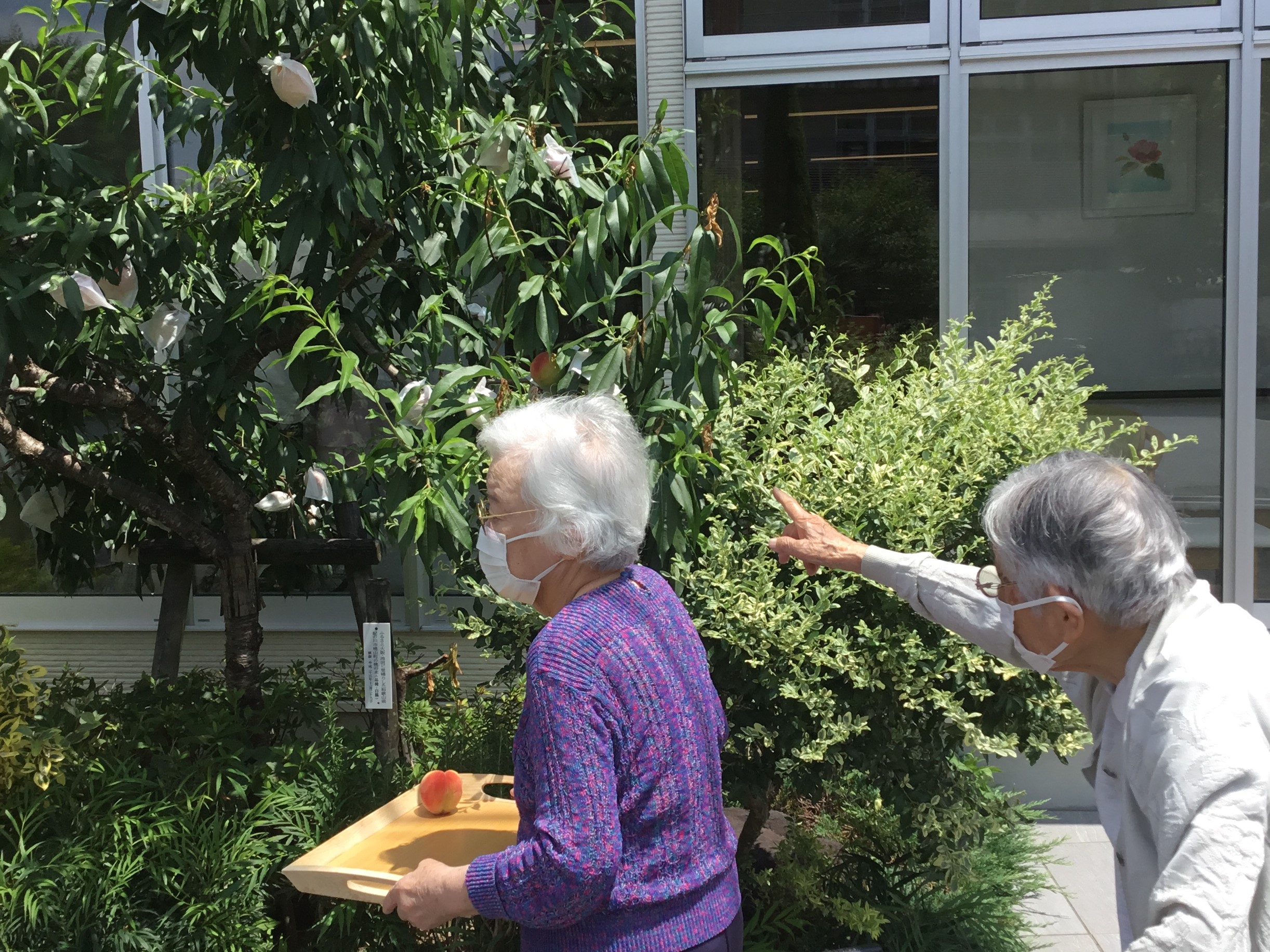 ニチイメゾン東山第一回桃収穫２