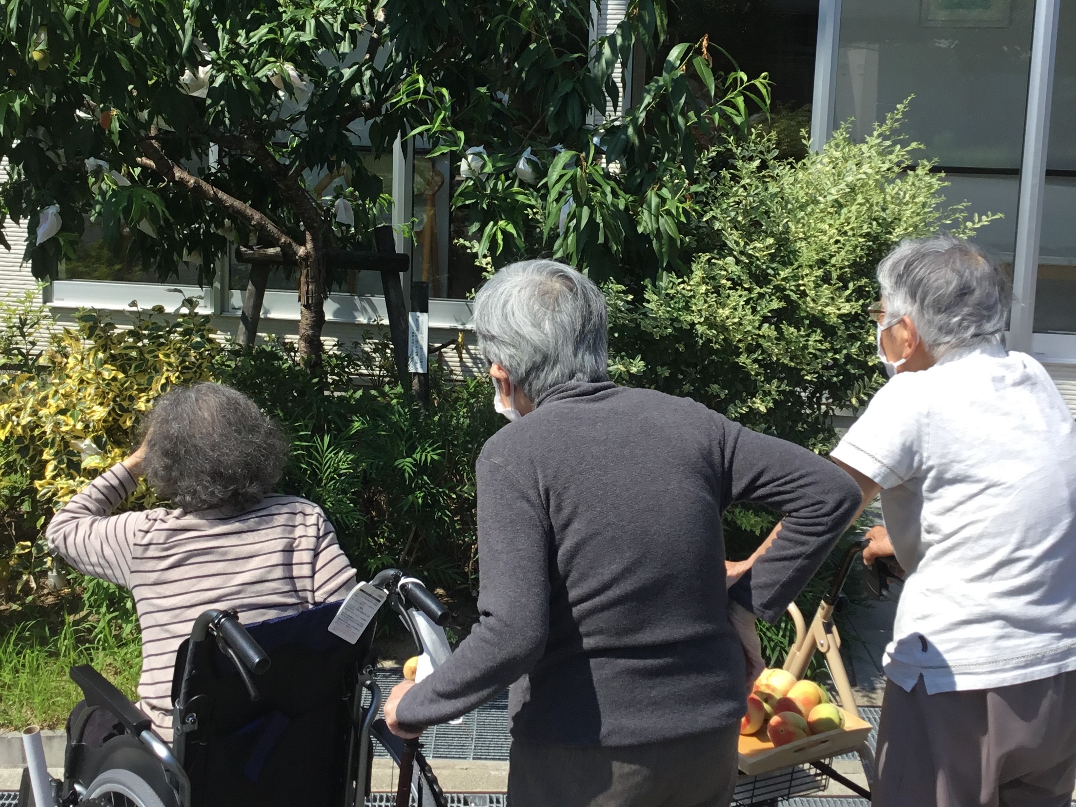 ニチイメゾン東山第一回桃収穫３