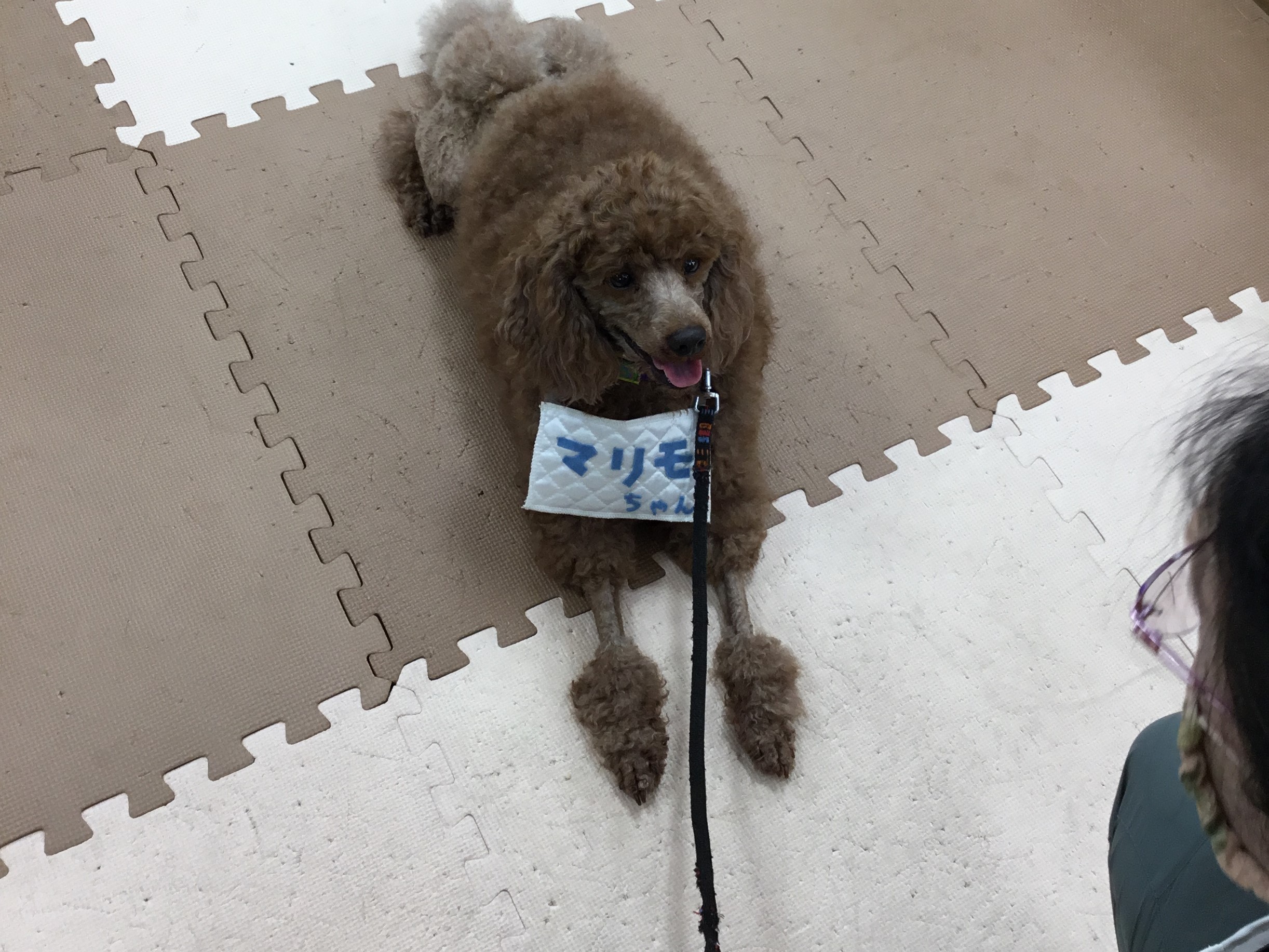 ニチイメゾン千里園ドッグセラピー20250709_3