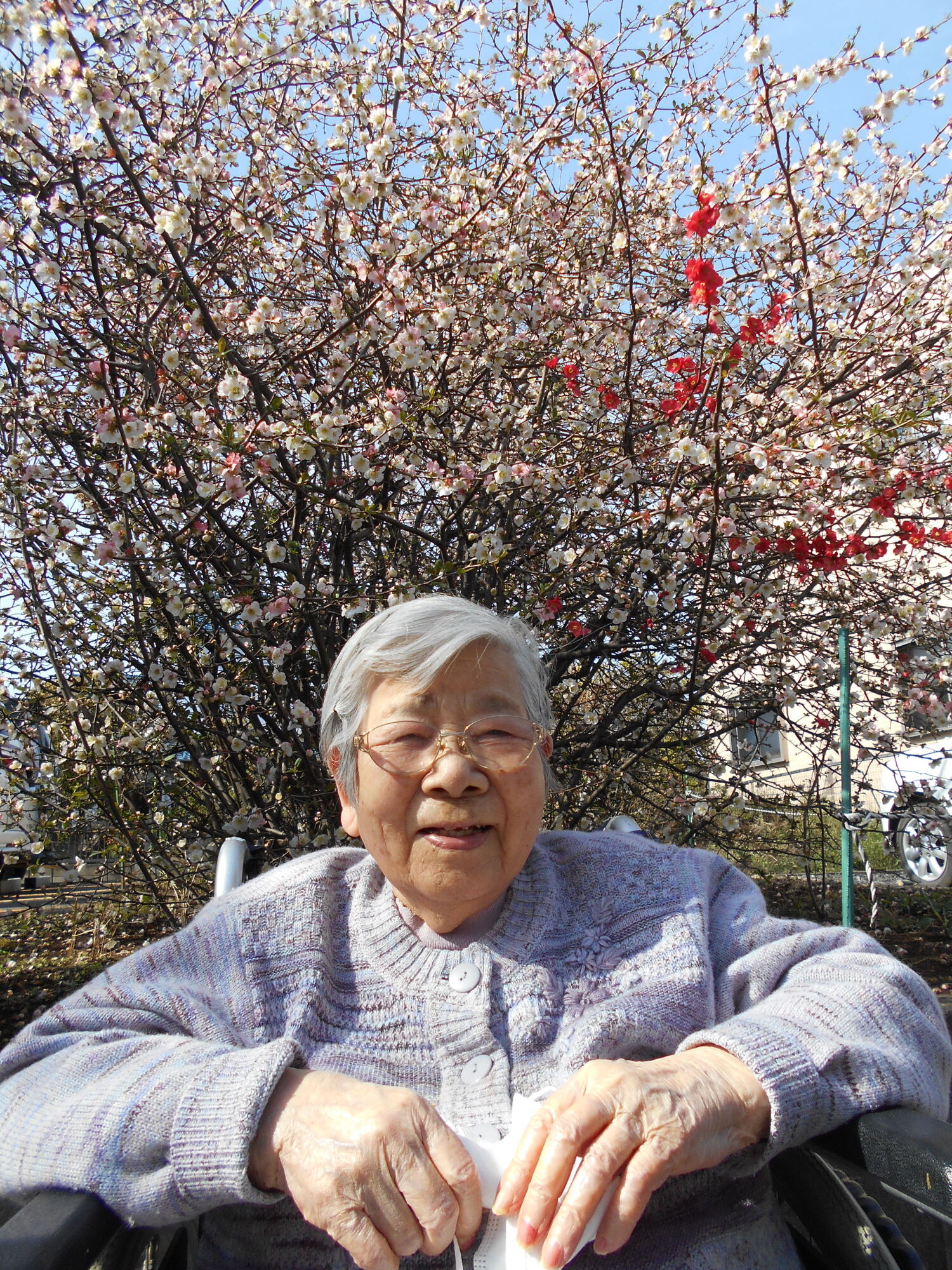 お花見-1　ニチイホーム東浦和