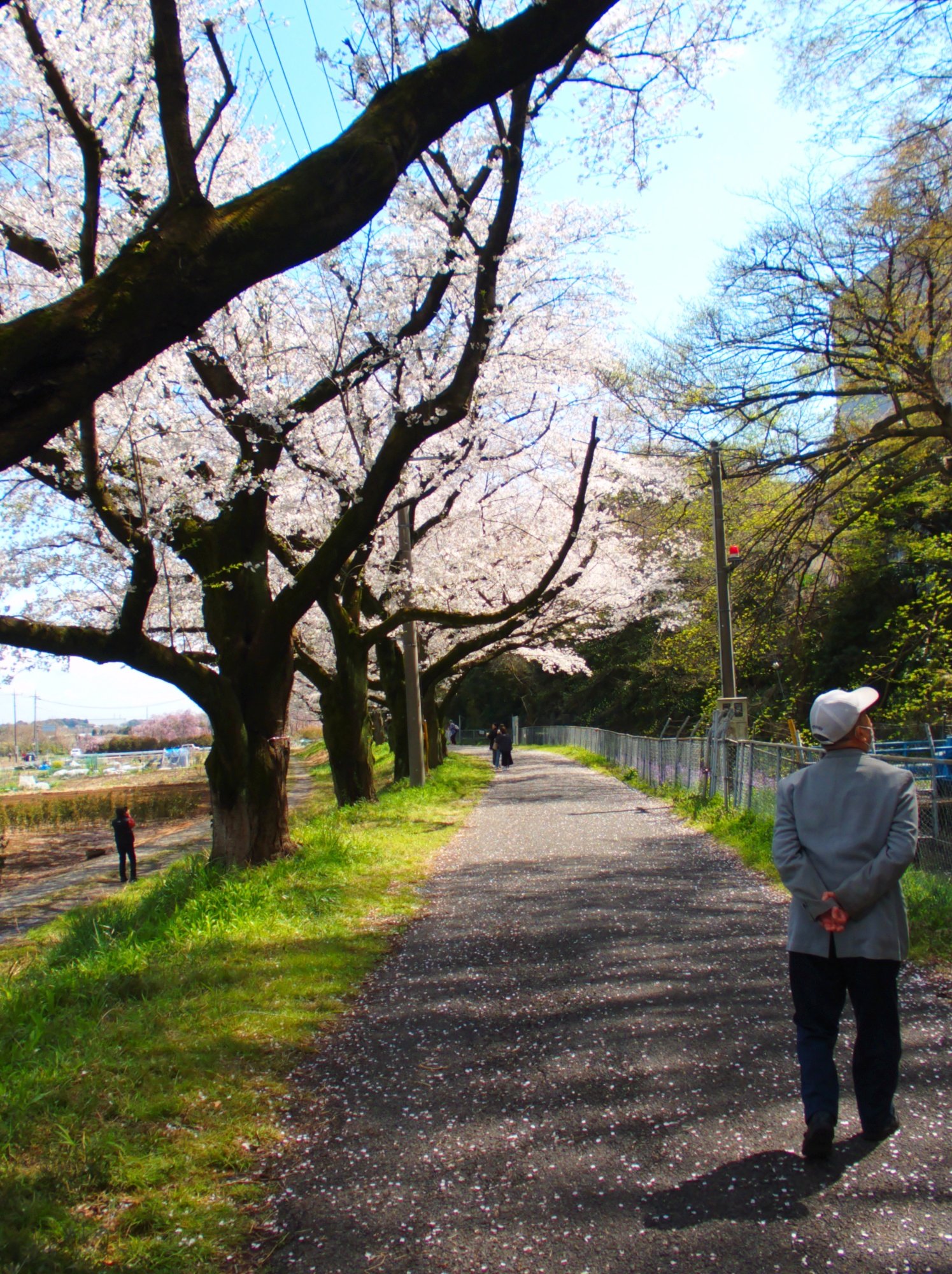 お花見-2　ニチイホーム東浦和