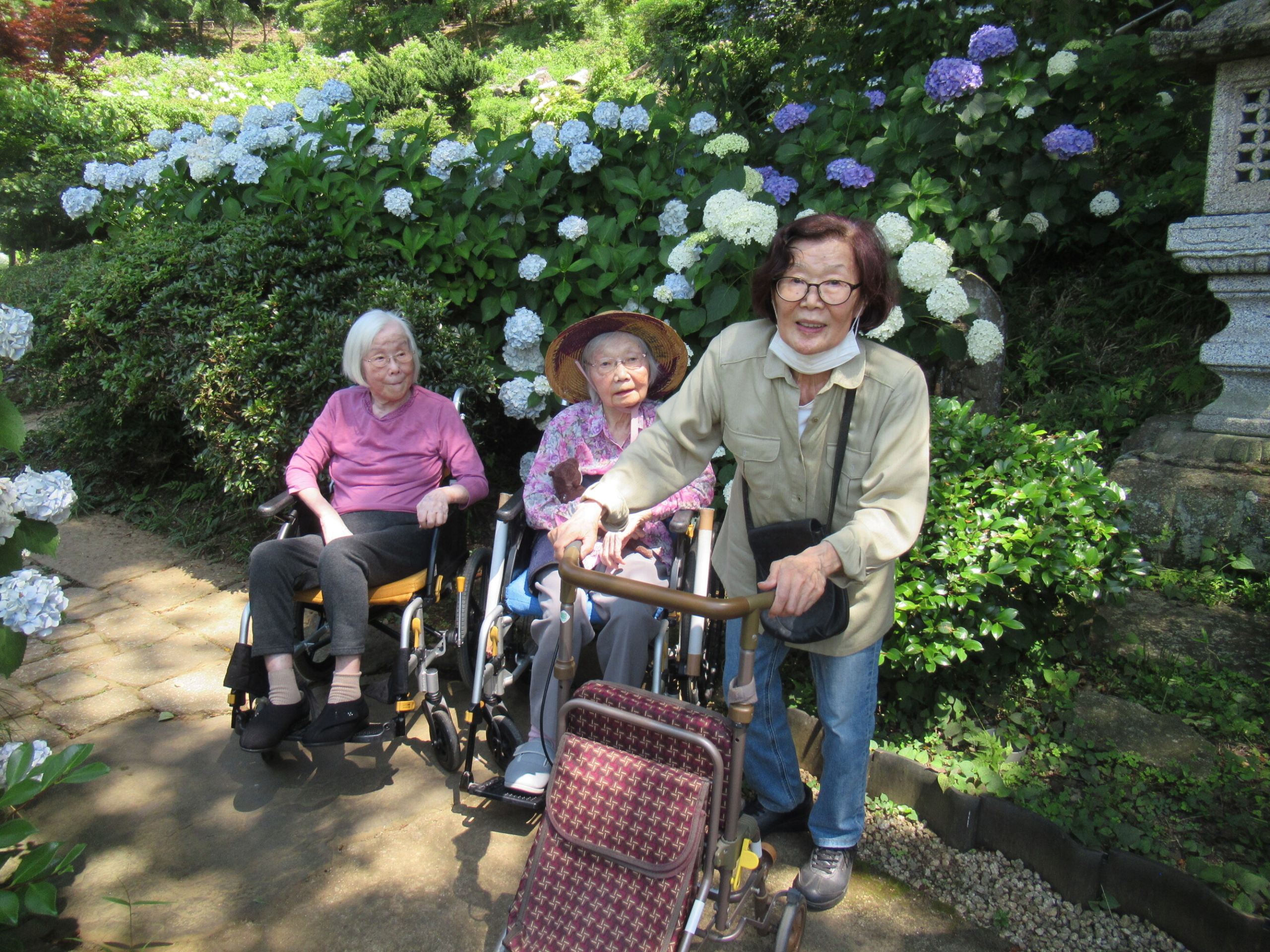 紫陽花見学-2　ニチイホーム柿生