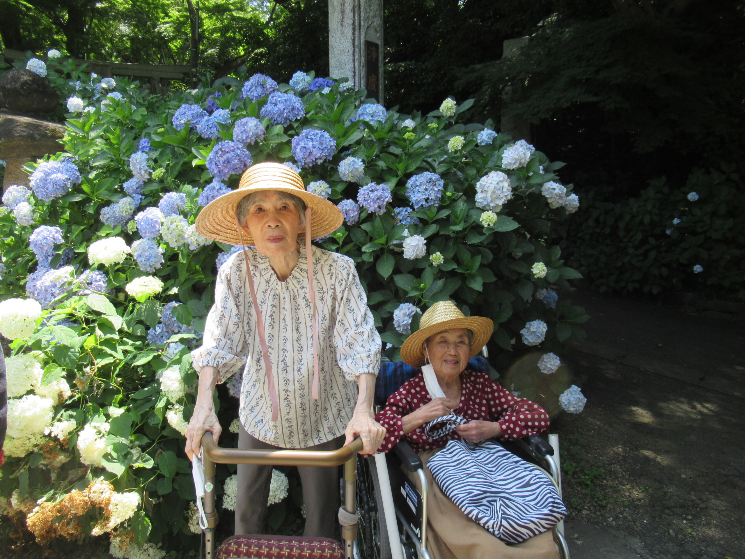 紫陽花見学-3　ニチイホーム柿生