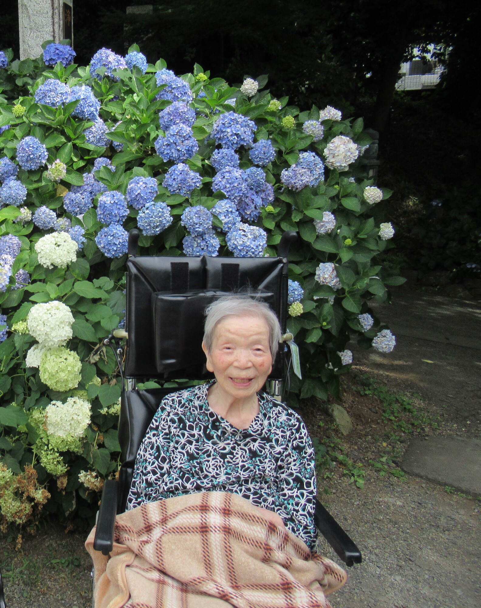 紫陽花見学-5　ニチイホーム柿生