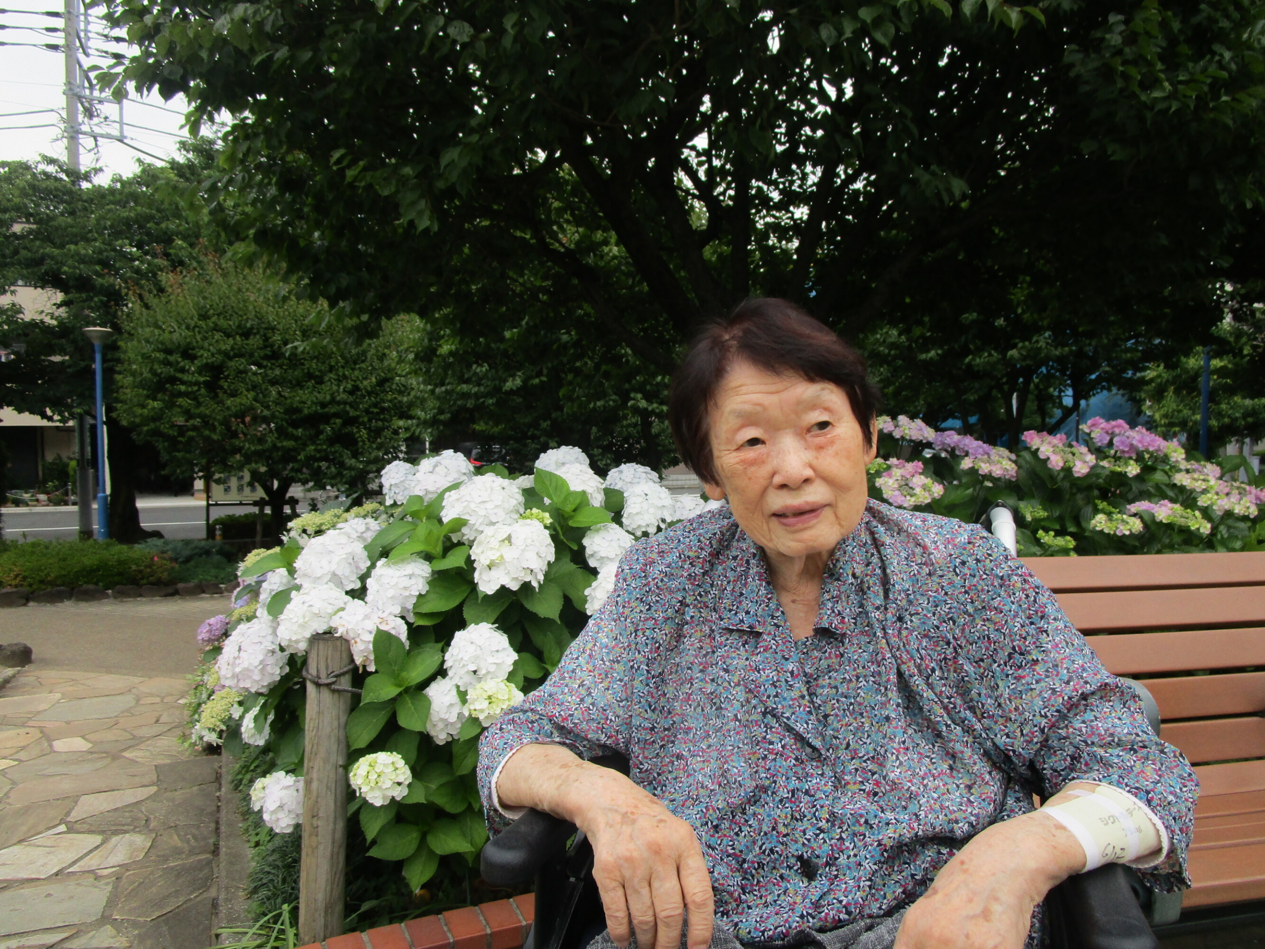 紫陽花-1　ニチイホーム下丸子