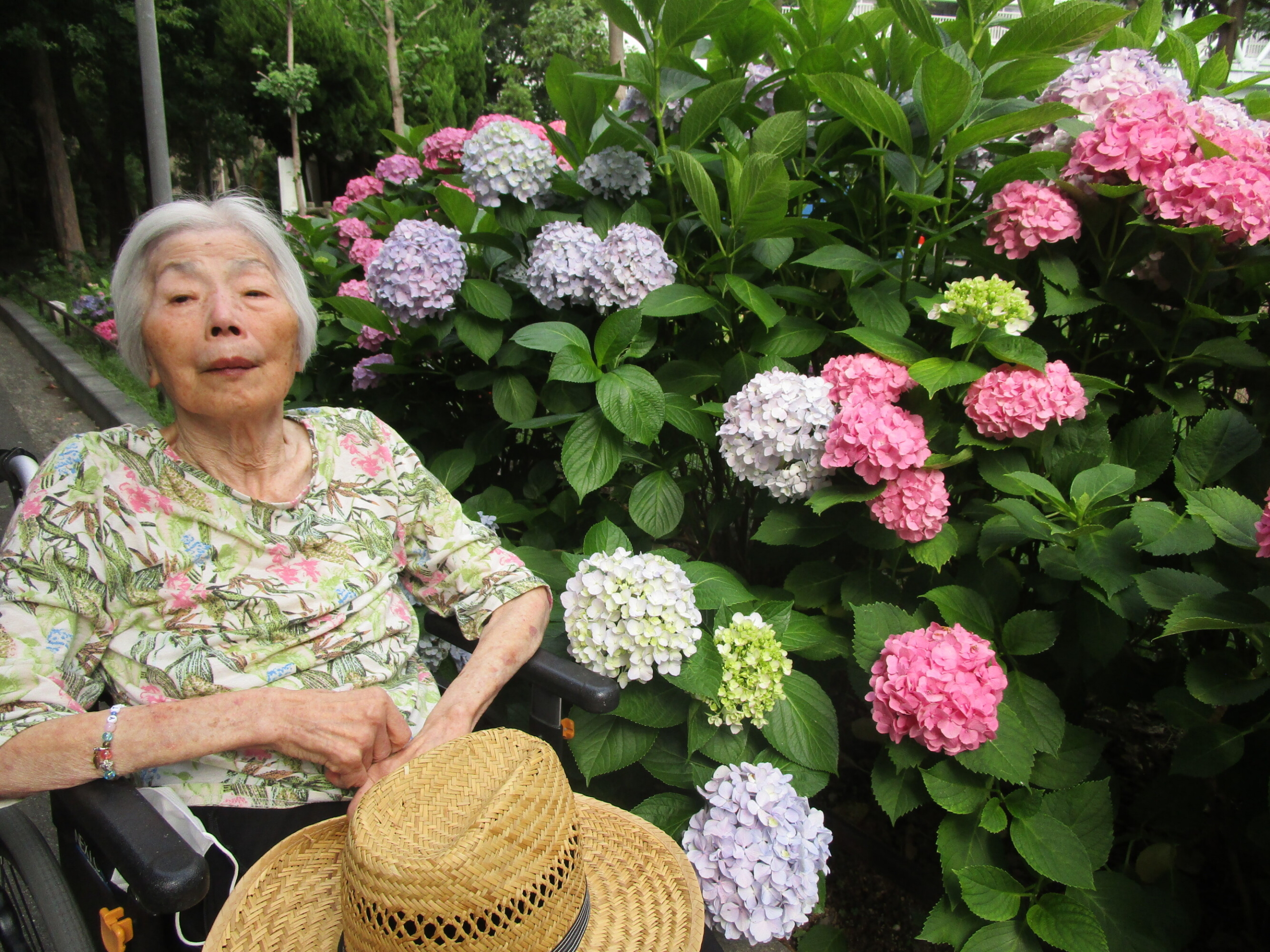紫陽花-2　ニチイホーム下丸子