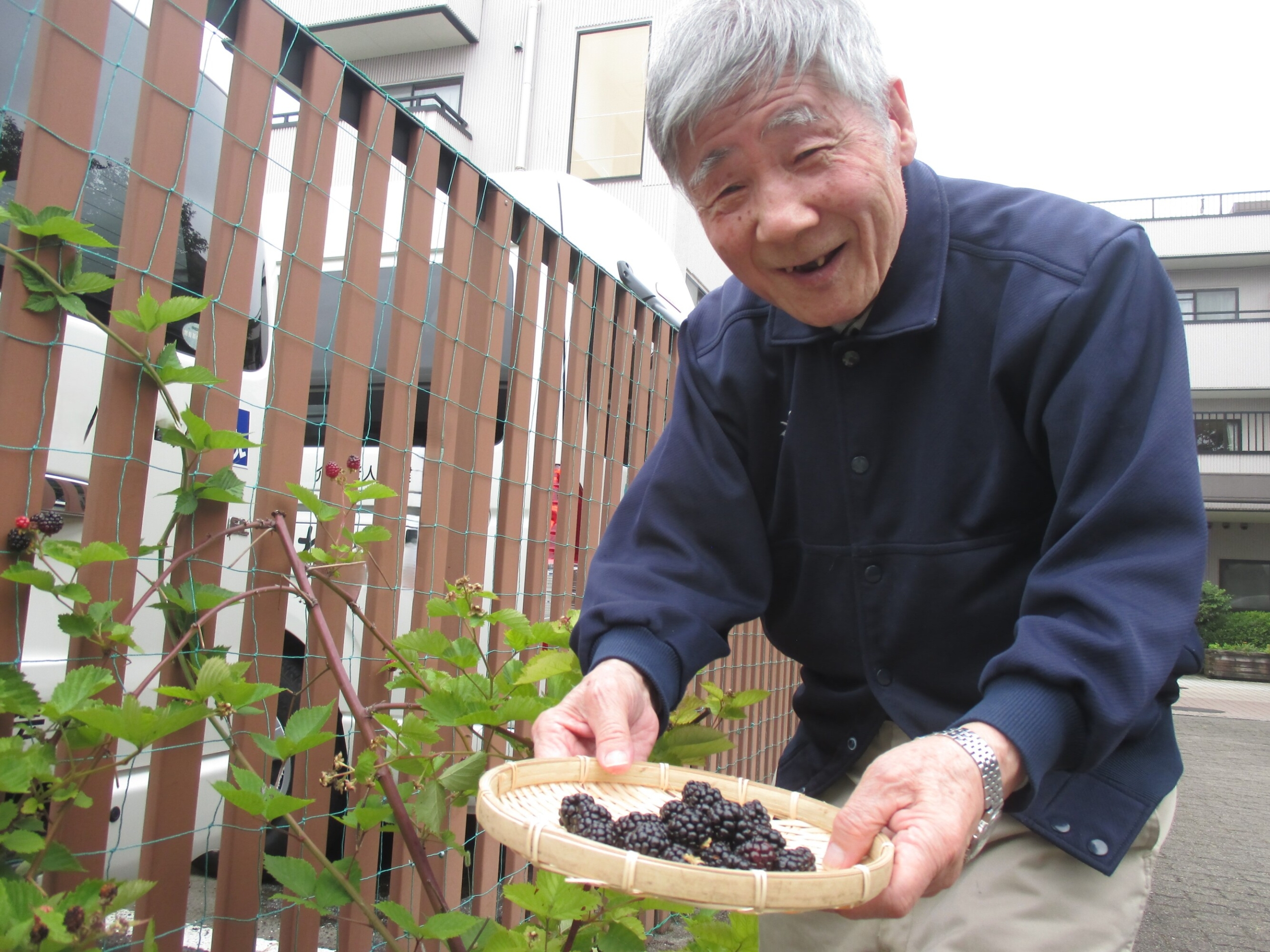木いちごの収穫-1　ニチイホーム高幡不動