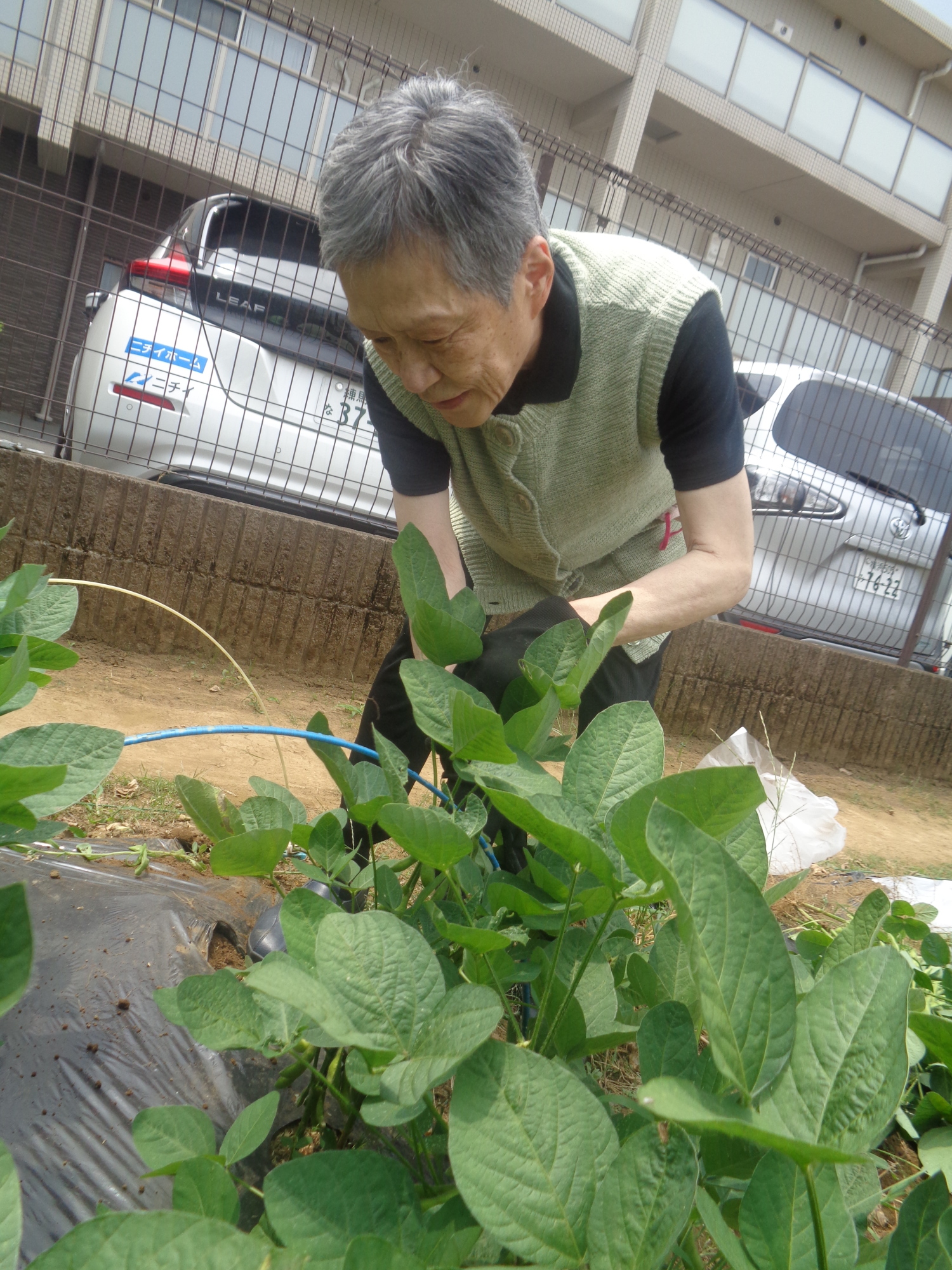 畑活動②-3　ニチイホーム都立家政