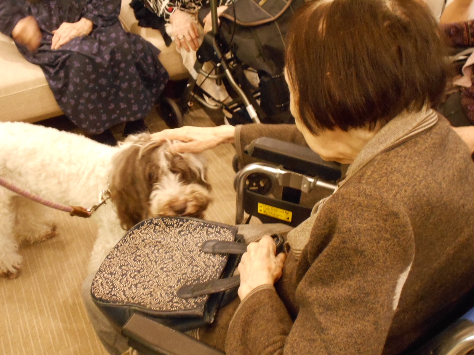 セラピー犬訪問-5　ニチイホーム江古田の杜