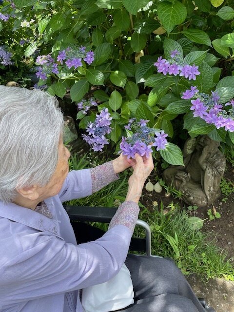 紫陽花鑑賞会-1　ニチイホームはるひ野Ⅱ番館