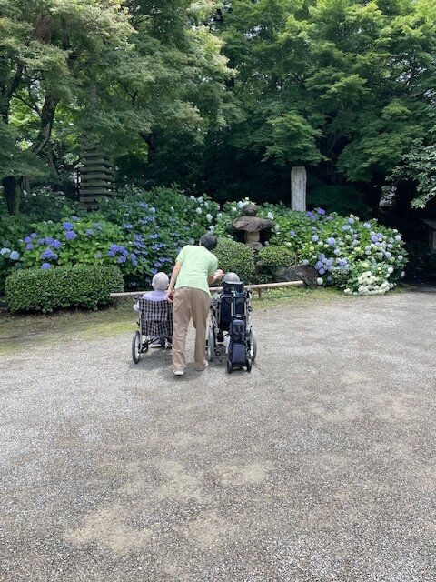 紫陽花鑑賞会-3　ニチイホームはるひ野Ⅱ番館