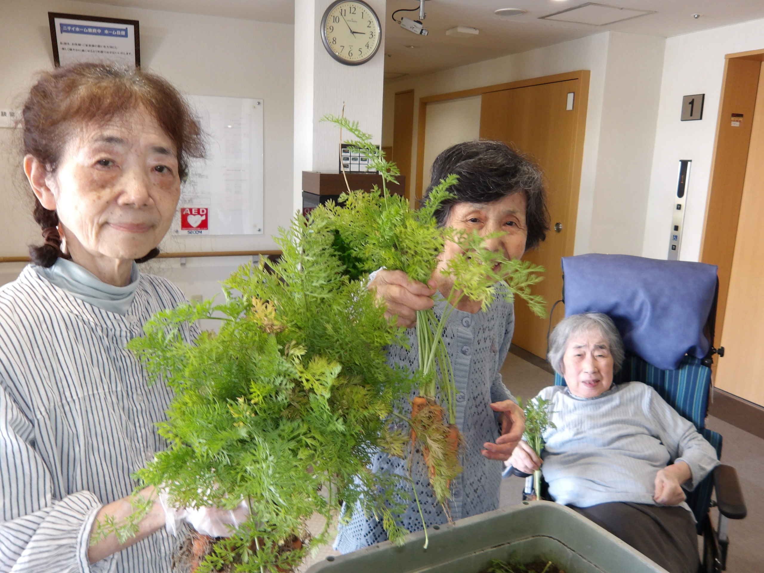 人参収穫-4　ニチイホーム東府中