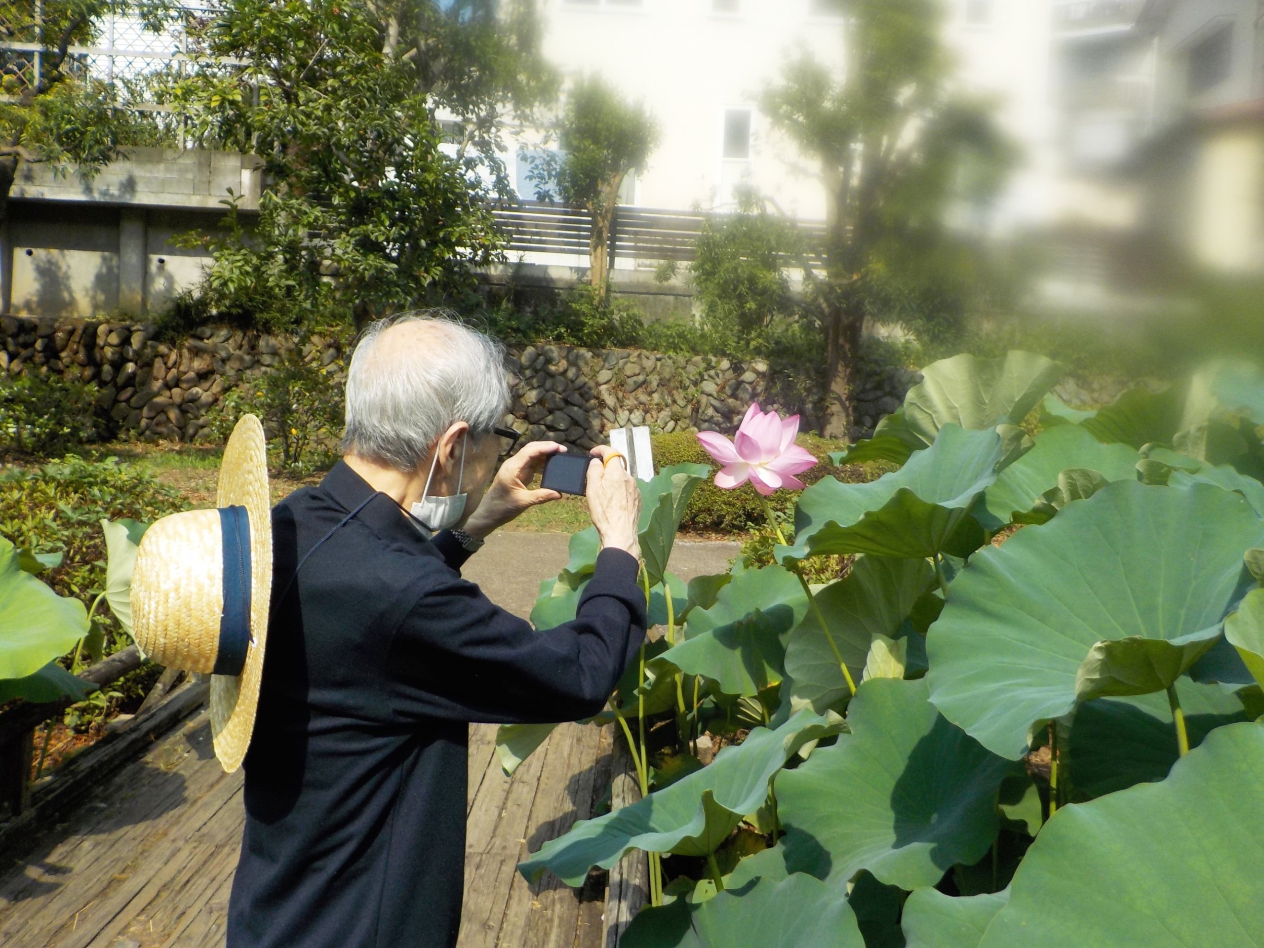 モーニングを楽しみ、蓮の花鑑賞へ-5　ニチイホームはるひ野Ⅱ番館