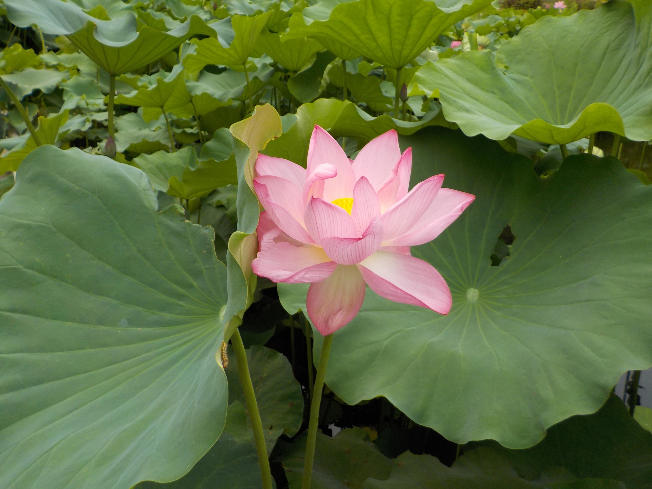 モーニングを楽しみ、蓮の花鑑賞へ-6　ニチイホームはるひ野Ⅱ番館
